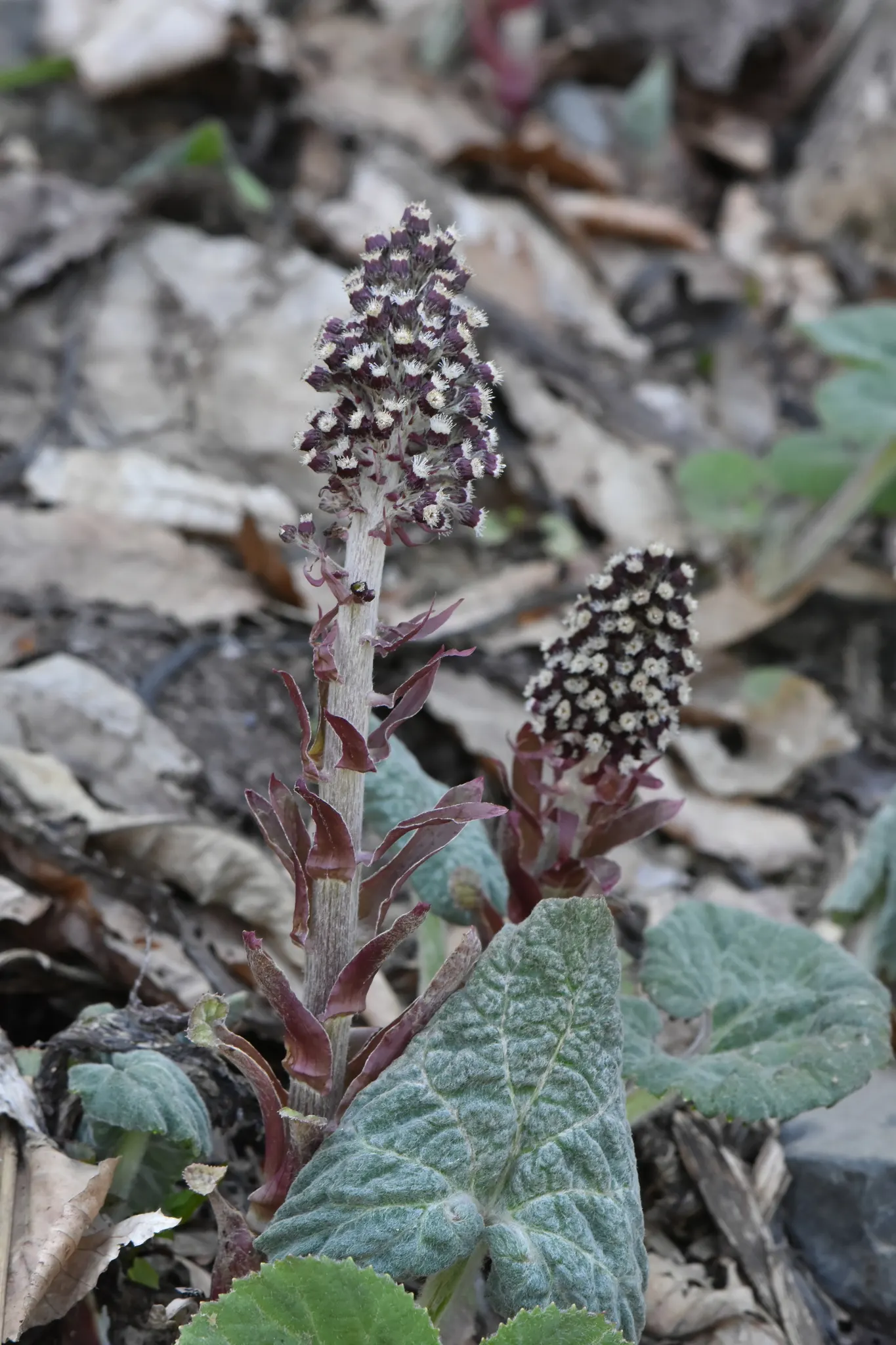 Butterbur (Petasites Japanicus 'Giganteus') — necessitates ample space and may require control measures in smaller landscapes