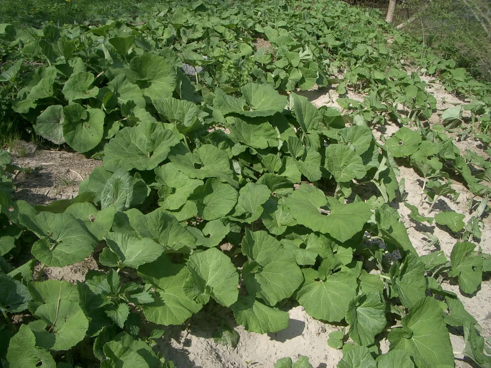 Butterbur (Petasites Japanicus 'Giganteus') — aquatic / perennial with green and yellow blooms; allowing it to fill expansive areas with its, image 77
