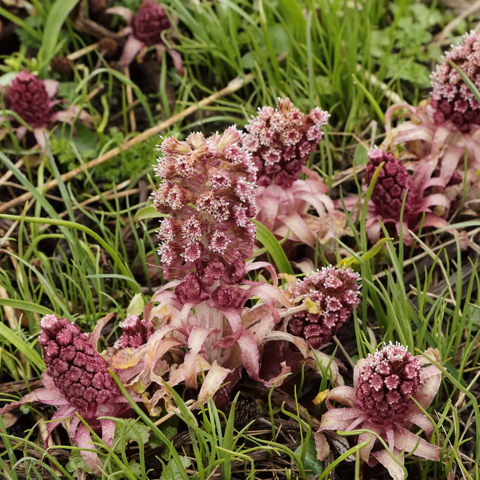 Butterbur (Petasites Japanicus 'Giganteus') — This perennial thrives in USDA zones 5-9; the Butterbur unfurls its green foliage in late winter or, image 107