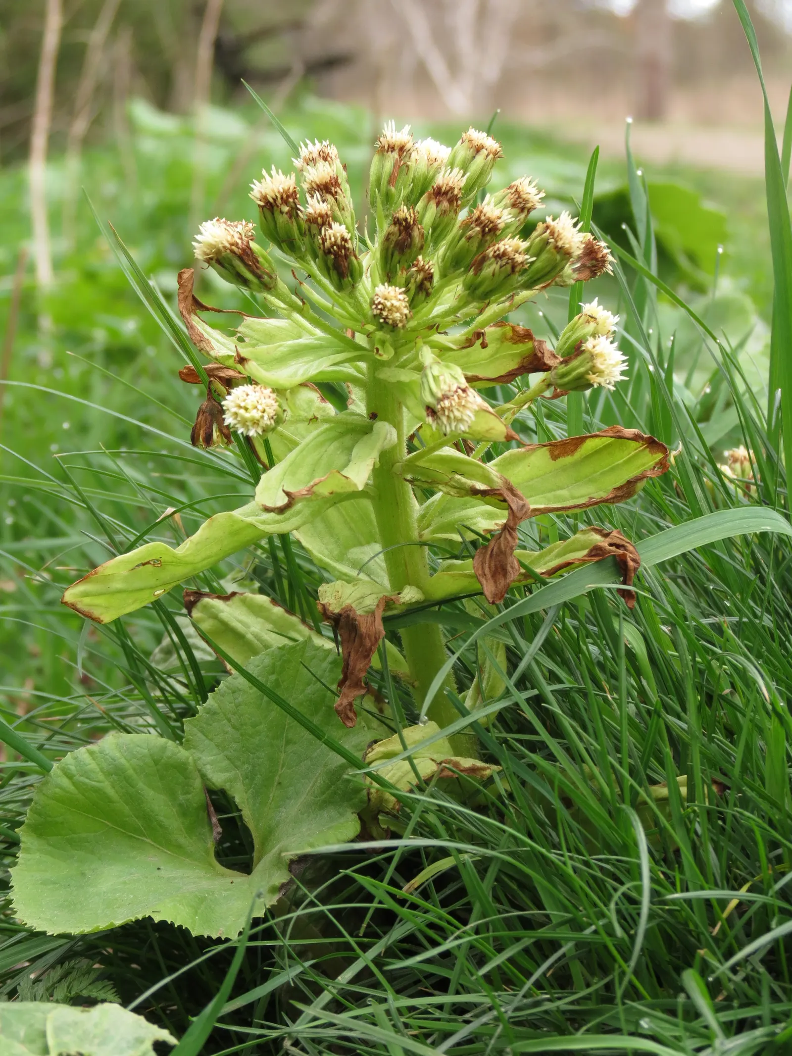 Butterbur (Petasites Japanicus 'Giganteus') — making it an excellent choice for damp; is a perennial plant that hails from Asia and can create an, image 65