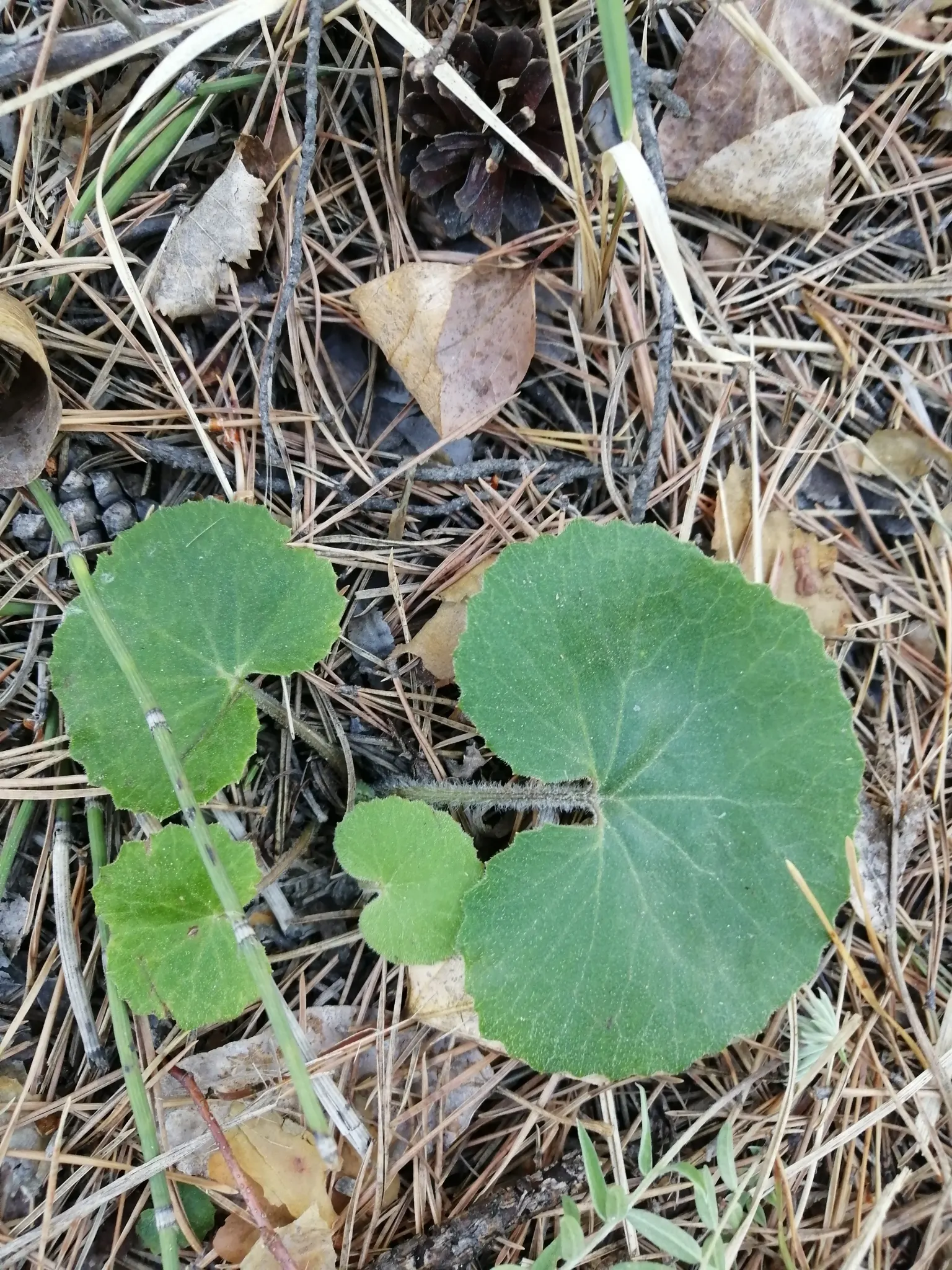 Butterbur (Petasites Japanicus 'Giganteus') — The plant's spread is equally substantial