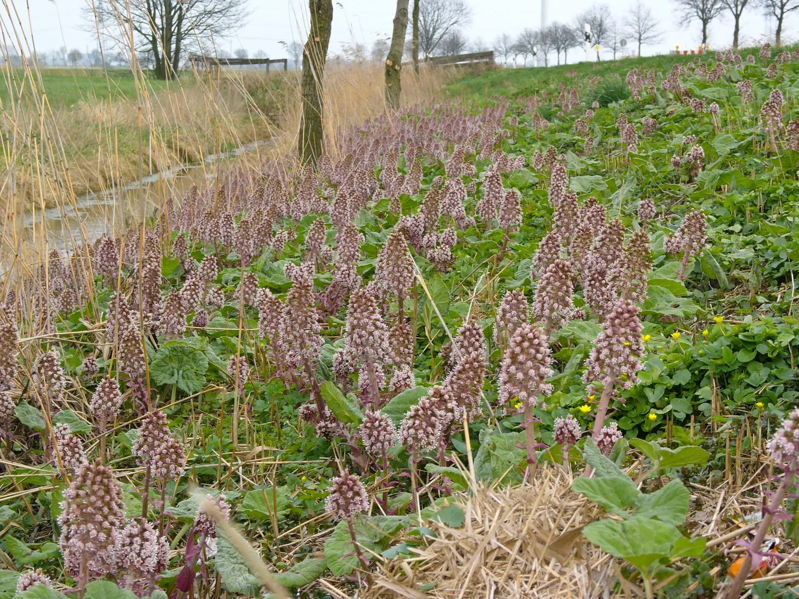 Butterbur (Petasites Japanicus 'Giganteus') — prefers partial to full shade; aquatic / perennial with green and yellow blooms, image 56