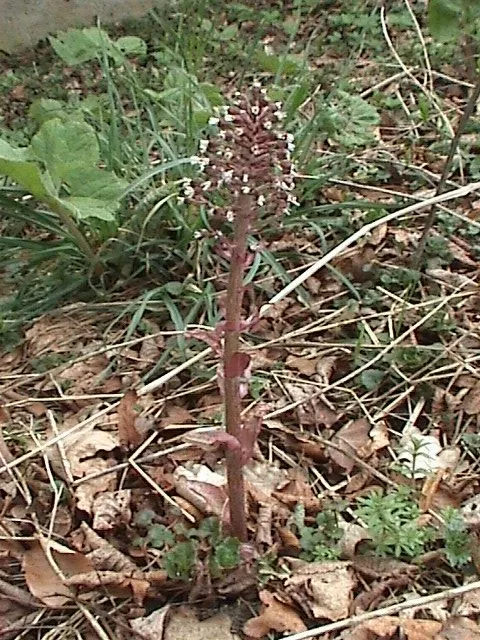 Butterbur (Petasites Japanicus 'Giganteus') — This perennial thrives in USDA zones 5-9; the Butterbur unfurls its green foliage in late winter or, image 55