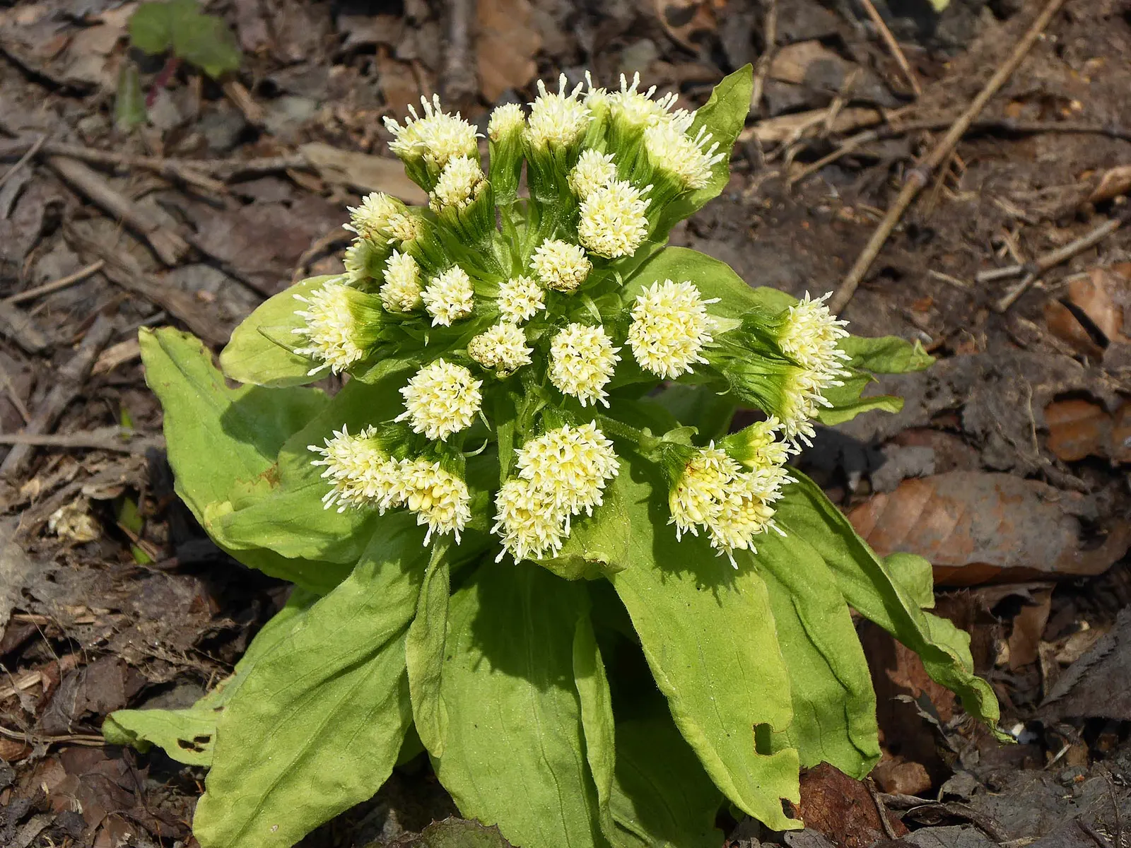 Butterbur (Petasites Japanicus 'Giganteus') — known for its dramatic foliage and robust growth; butterbur (Petasites japonicus 'Giganteus'), image 113