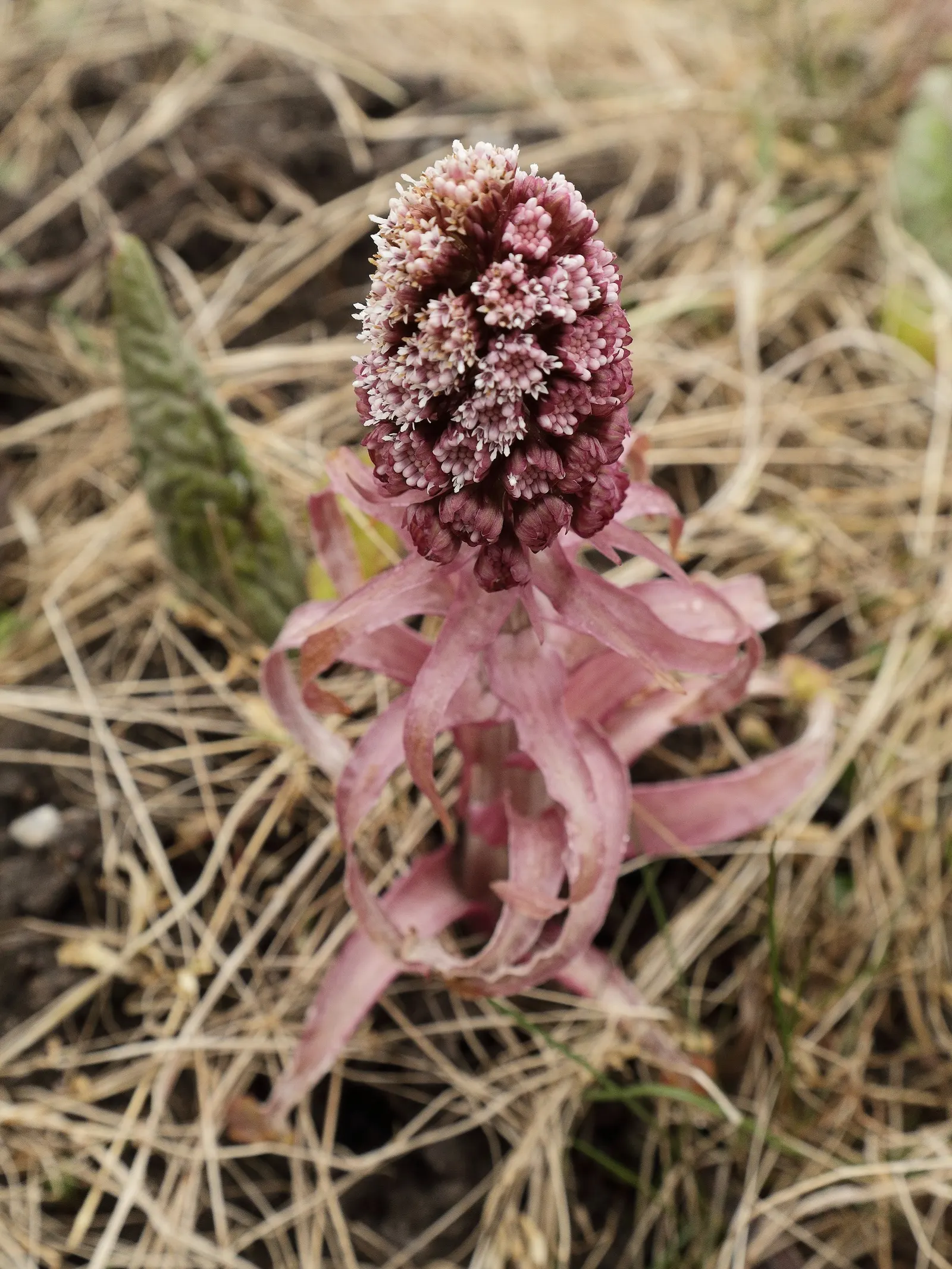 Butterbur (Petasites Japanicus 'Giganteus') — pinkish flower spikes that emerge just before the leaves; aquatic / perennial for full or half, image 97