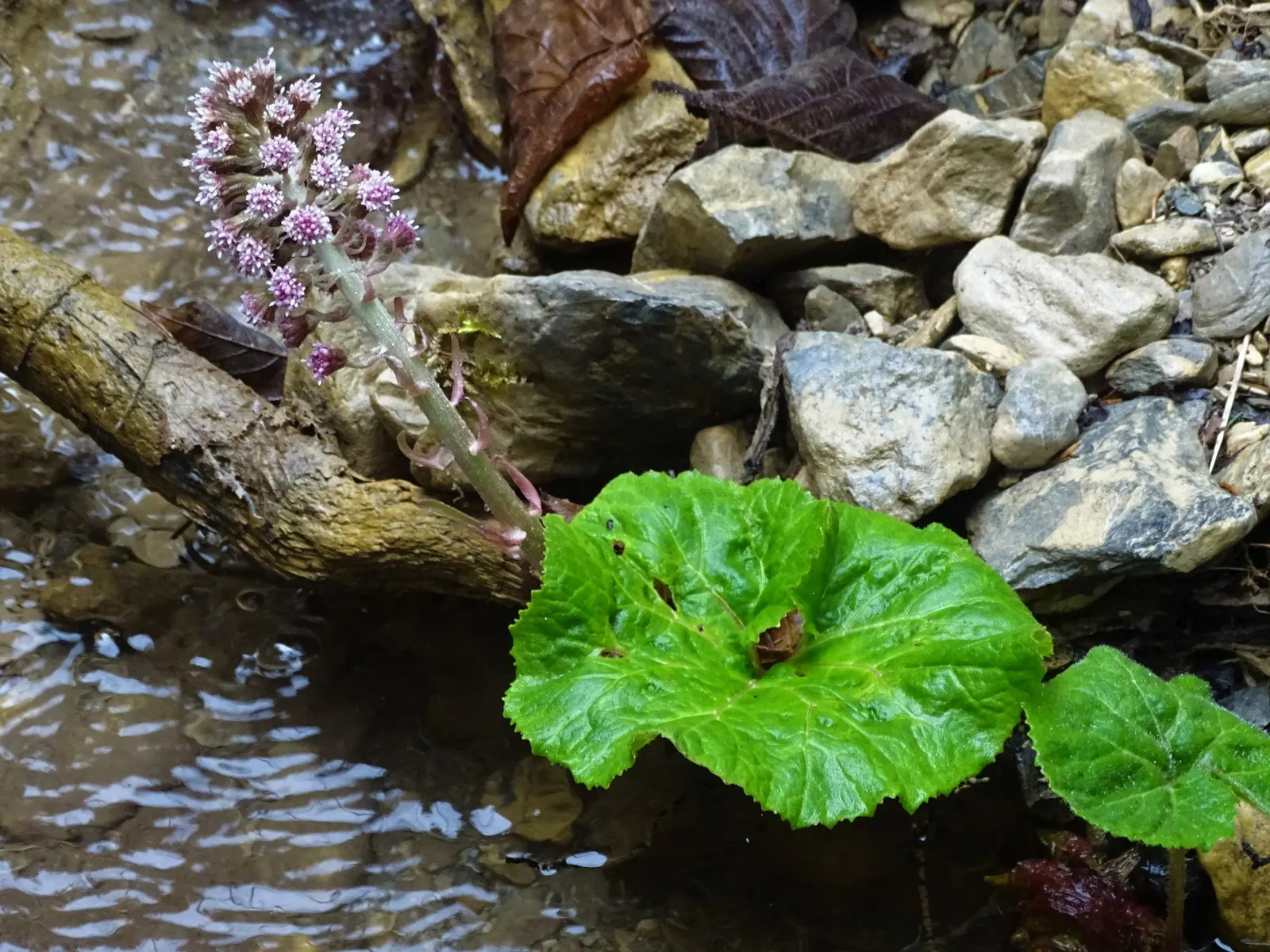 Butterbur (Petasites Japanicus 'Giganteus') — Petasites japonicus 'Giganteus,' commonly known as Butterbur; prefers partial to full shade