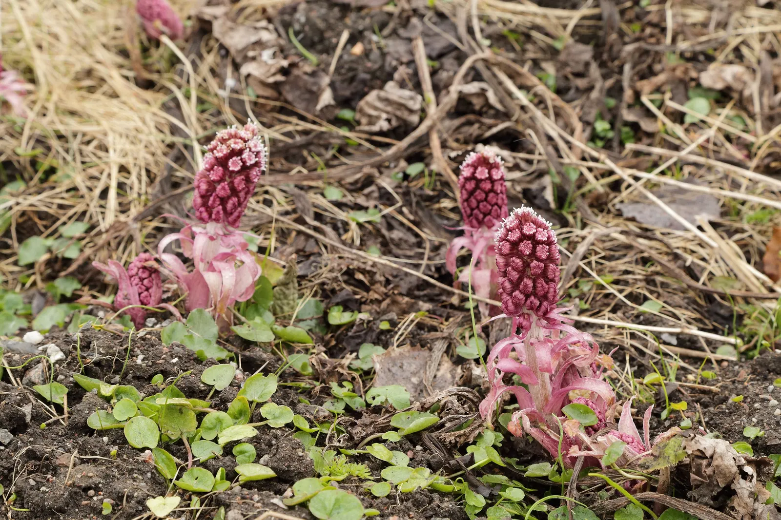 Butterbur (Petasites Japanicus 'Giganteus') — Although it adds an element of grandeur with its size; necessitates ample space and may require, image 124