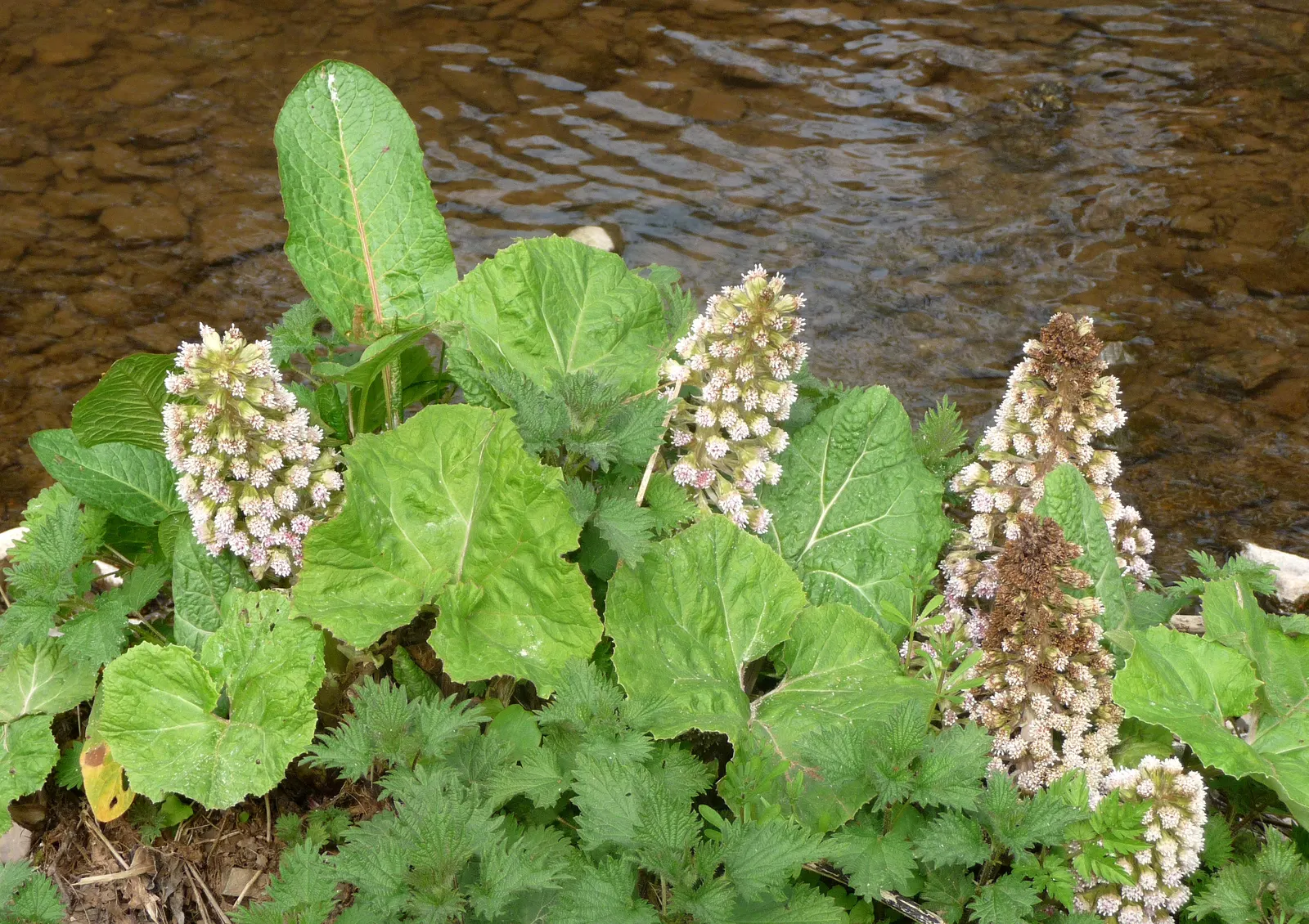 Butterbur (Petasites Japanicus 'Giganteus') — Petasites japonicus 'Giganteus,' commonly known as Butterbur; prefers partial to full shade, image 79