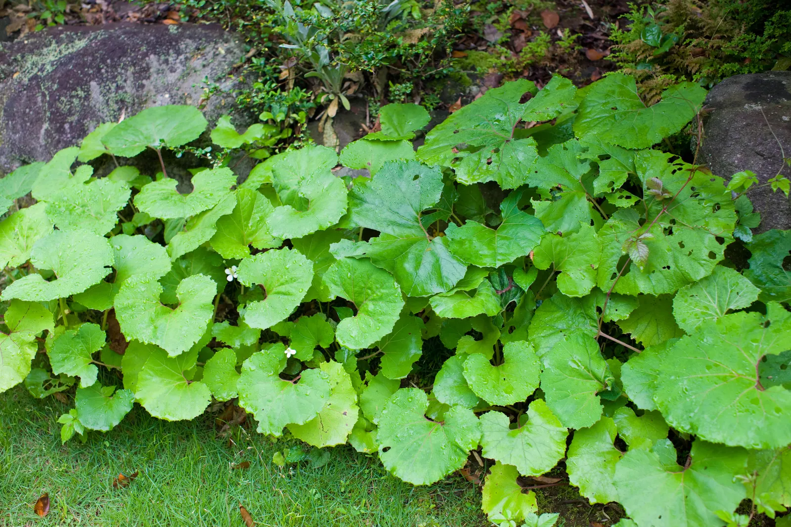 Butterbur (Petasites Japanicus 'Giganteus') — pinkish flower spikes that emerge just before the leaves; aquatic / perennial for full or half, image 71