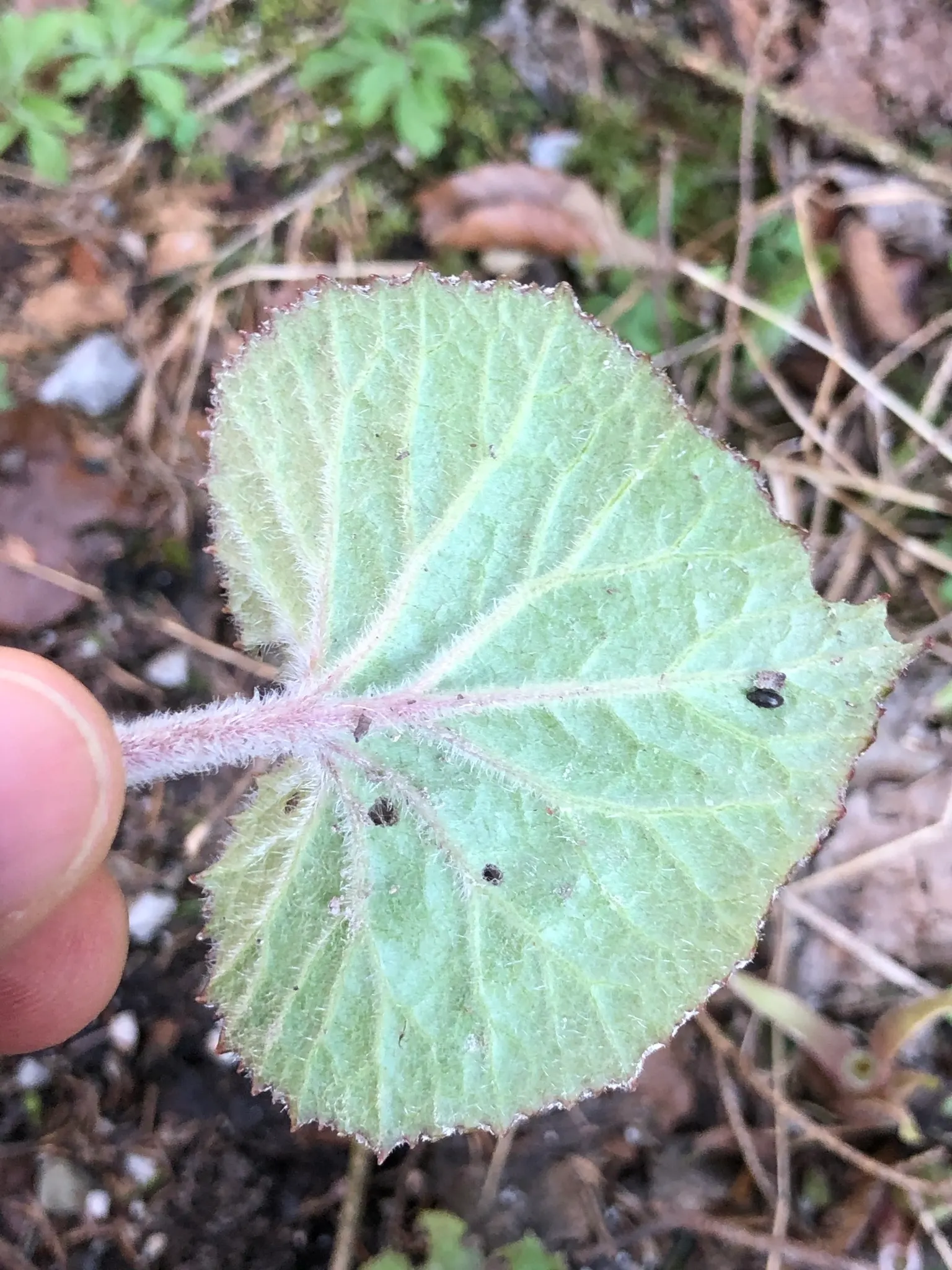 Butterbur (Petasites Japanicus 'Giganteus') — Butterbur (Petasites japonicus 'Giganteus'); petasites japonicus 'Giganteus,' commonly known as Butterbur