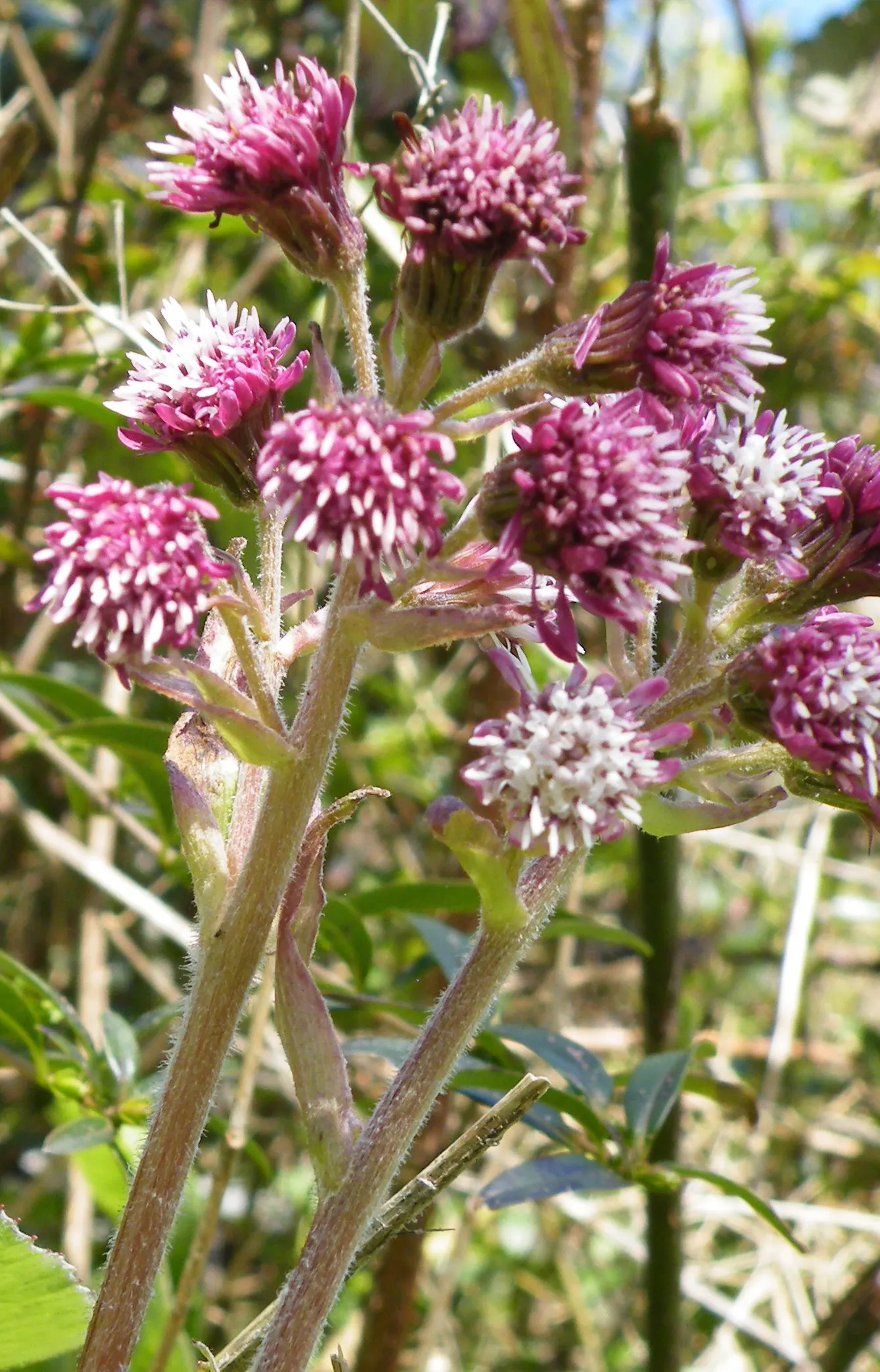 Butterbur (Petasites Japanicus 'Giganteus') — Butterbur does have a spreading nature that requires control; hence