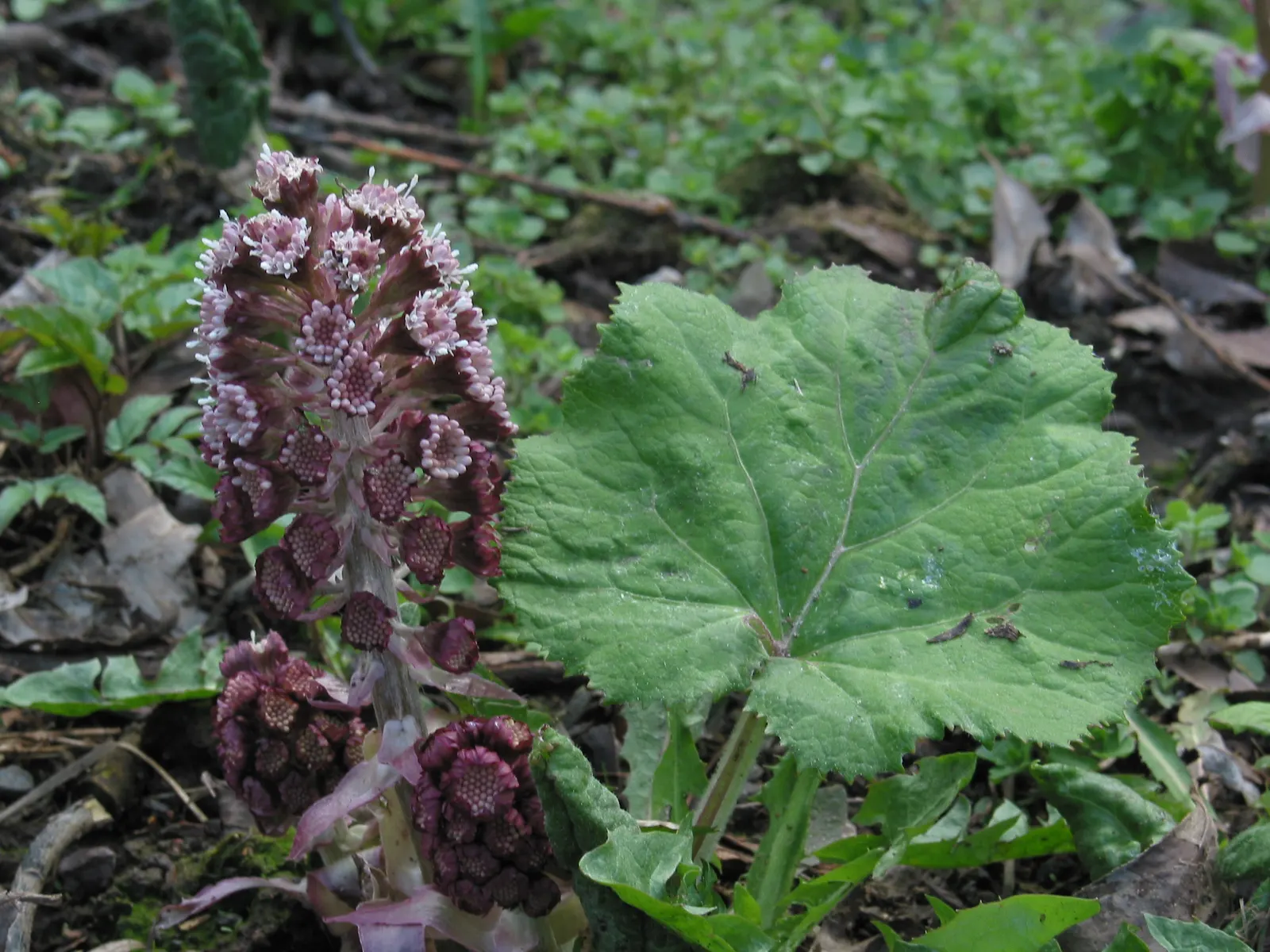Butterbur (Petasites Japanicus 'Giganteus') — shaded areas where other plants might struggle