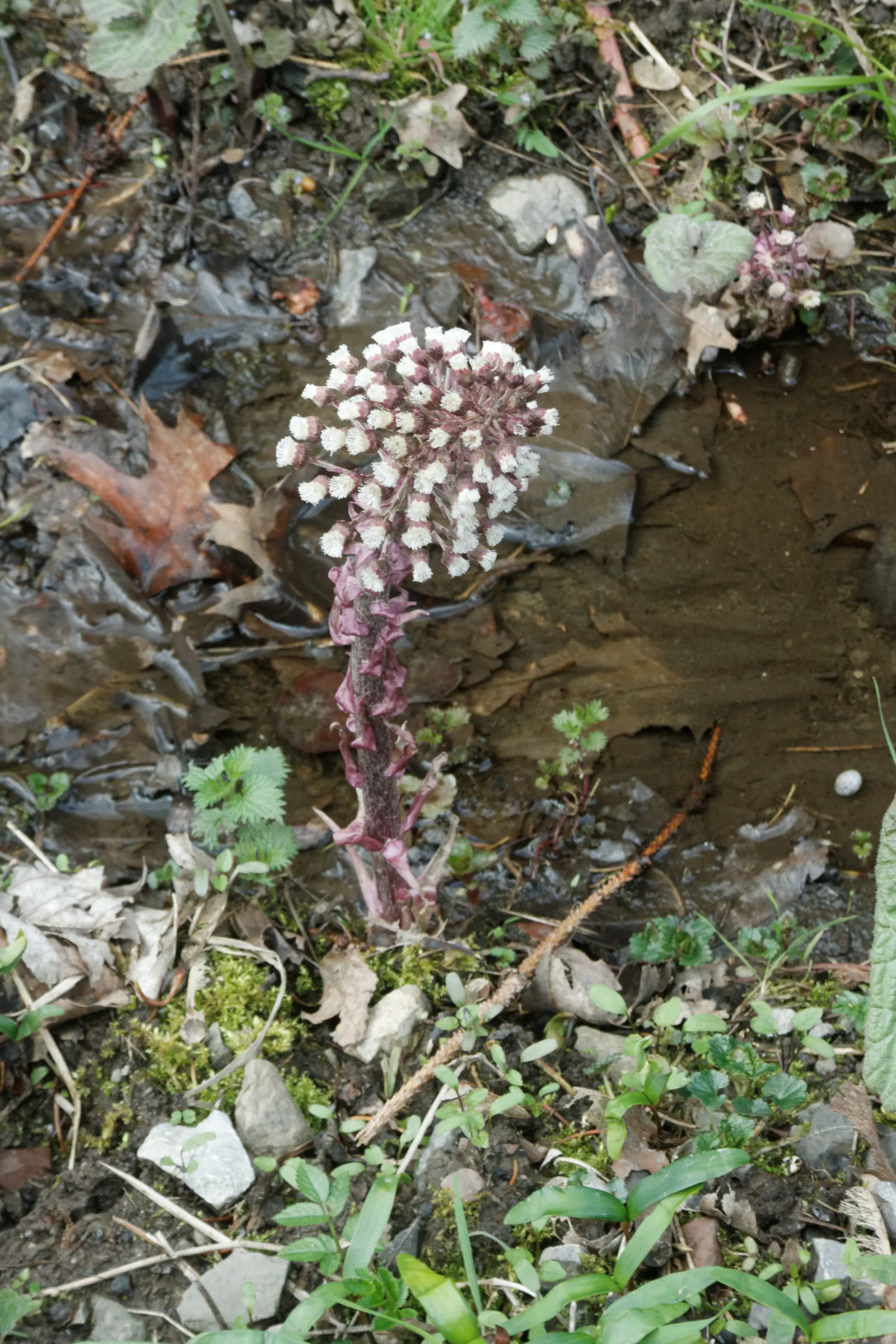 Butterbur (Petasites Japanicus 'Giganteus') — This perennial thrives in USDA zones 5-9; the Butterbur unfurls its green foliage in late winter or early spring