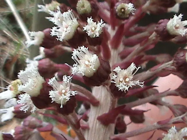 Butterbur (Petasites Japanicus 'Giganteus') — necessitates ample space and may require control measures in smaller landscapes; although it adds an, image 59
