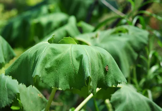 Butterbur (Petasites Japanicus 'Giganteus') — often spanning over 30 inches across; creating a lush canopy of greenery.<br><br>Ideally suited for, image 80