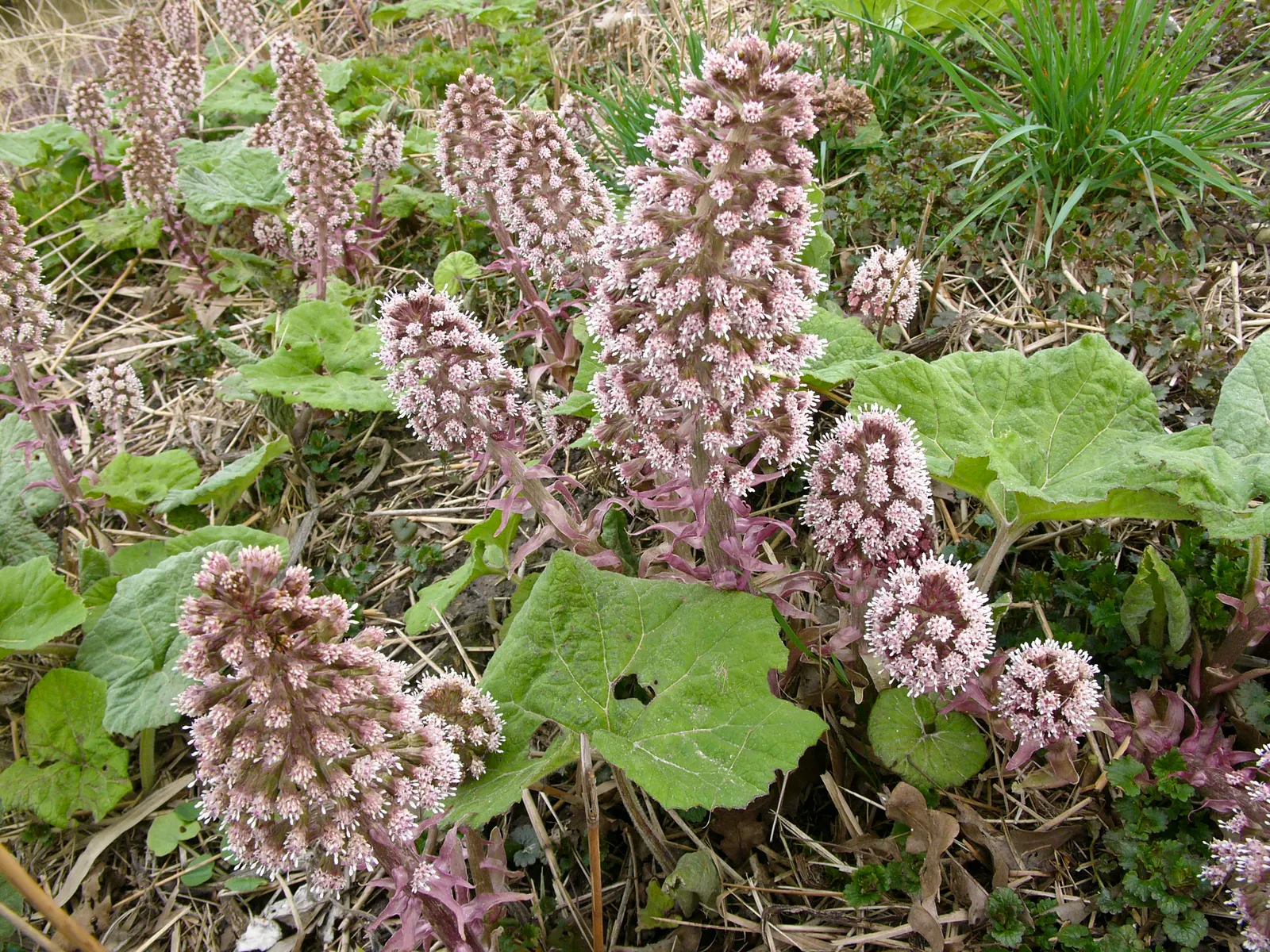 Butterbur (Petasites Japanicus 'Giganteus') — creating a lush canopy of greenery.<br><br>Ideally suited for USDA hardiness zones 5 through 9; consider its vast