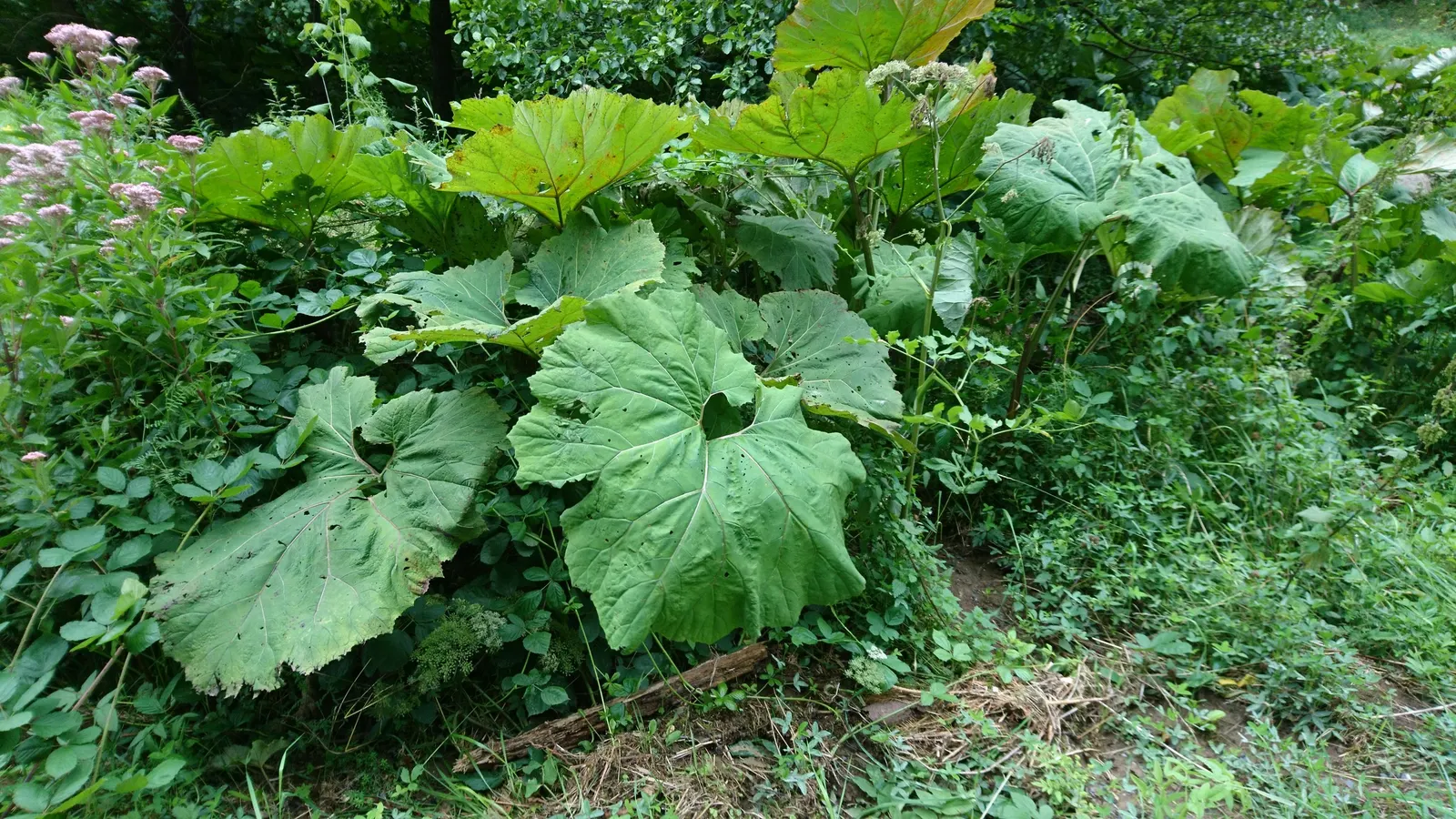 Butterbur (Petasites Japanicus 'Giganteus') — often spanning over 30 inches across; creating a lush canopy of greenery.<br><br>Ideally suited for, image 106