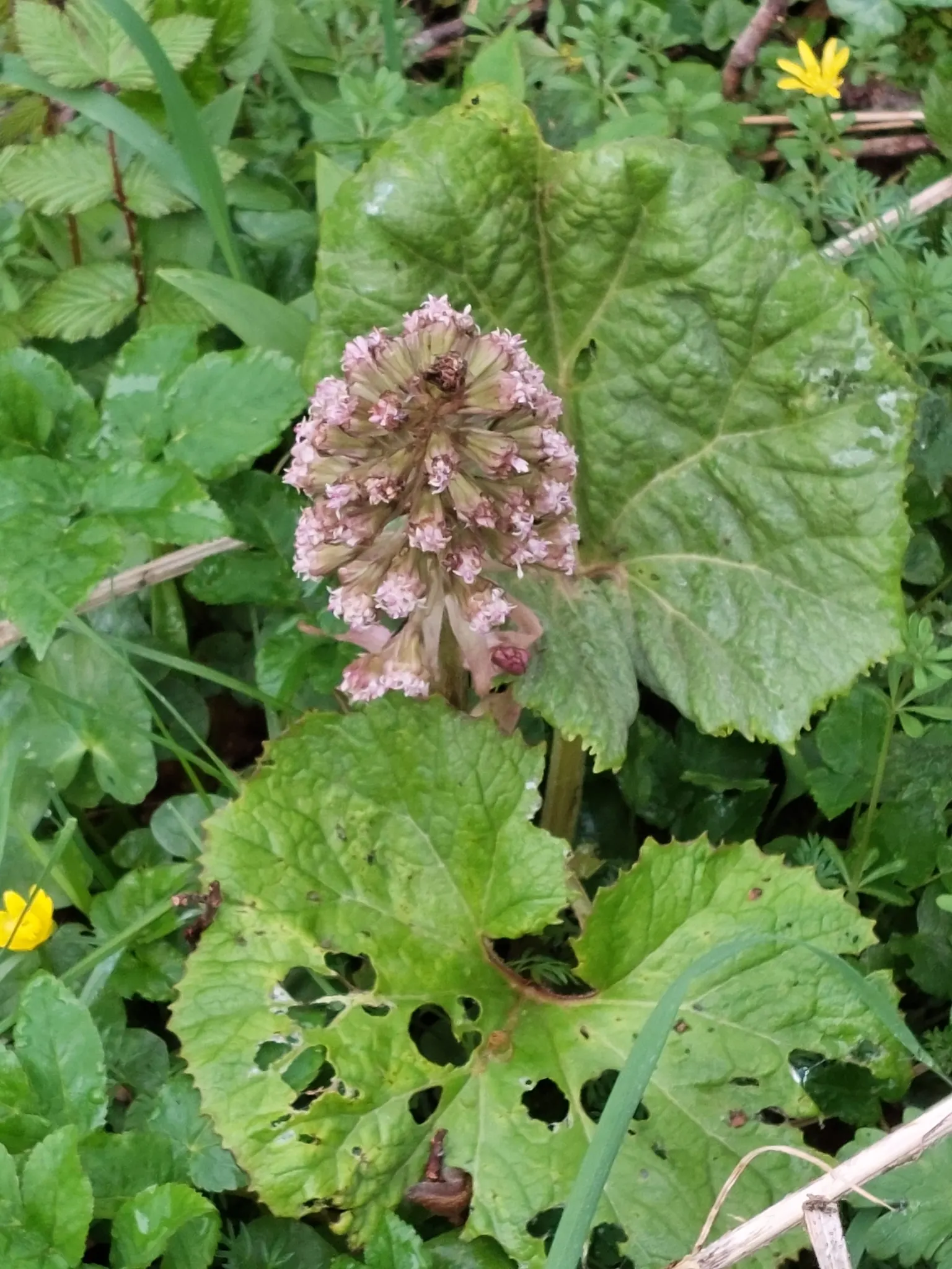 Butterbur (Petasites Japanicus 'Giganteus') — the Butterbur unfurls its green foliage in late winter or early spring; pinkish flower spikes that, image 70