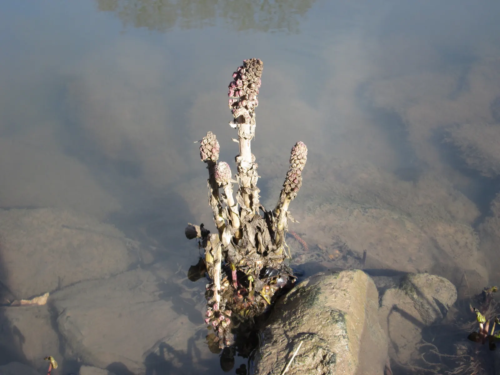 Butterbur (Petasites Japanicus 'Giganteus') — this giant cultivar thrives in moist soils and prefers partial to full shade; this perennial thrives, image 90