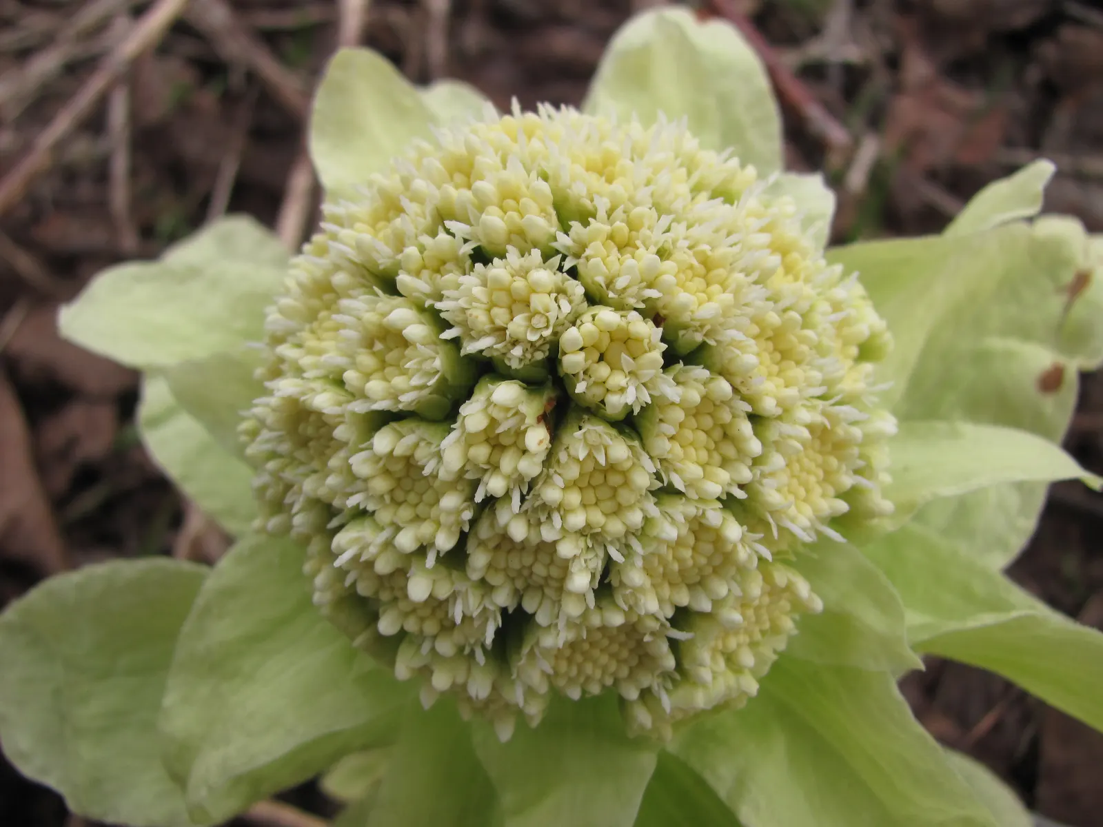Butterbur (Petasites Japanicus 'Giganteus') — necessitates ample space and may require control measures in smaller landscapes; although it adds an element of