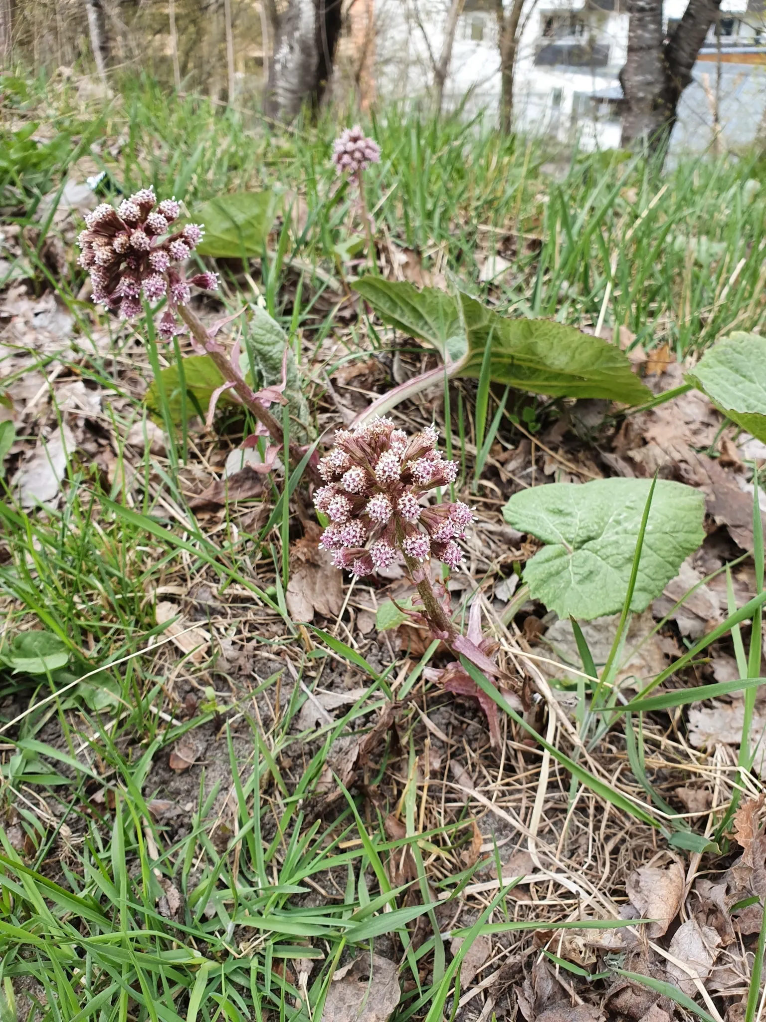 Butterbur (Petasites Japanicus 'Giganteus') — aquatic / perennial with green and yellow blooms; allowing it to fill expansive areas with its, image 129