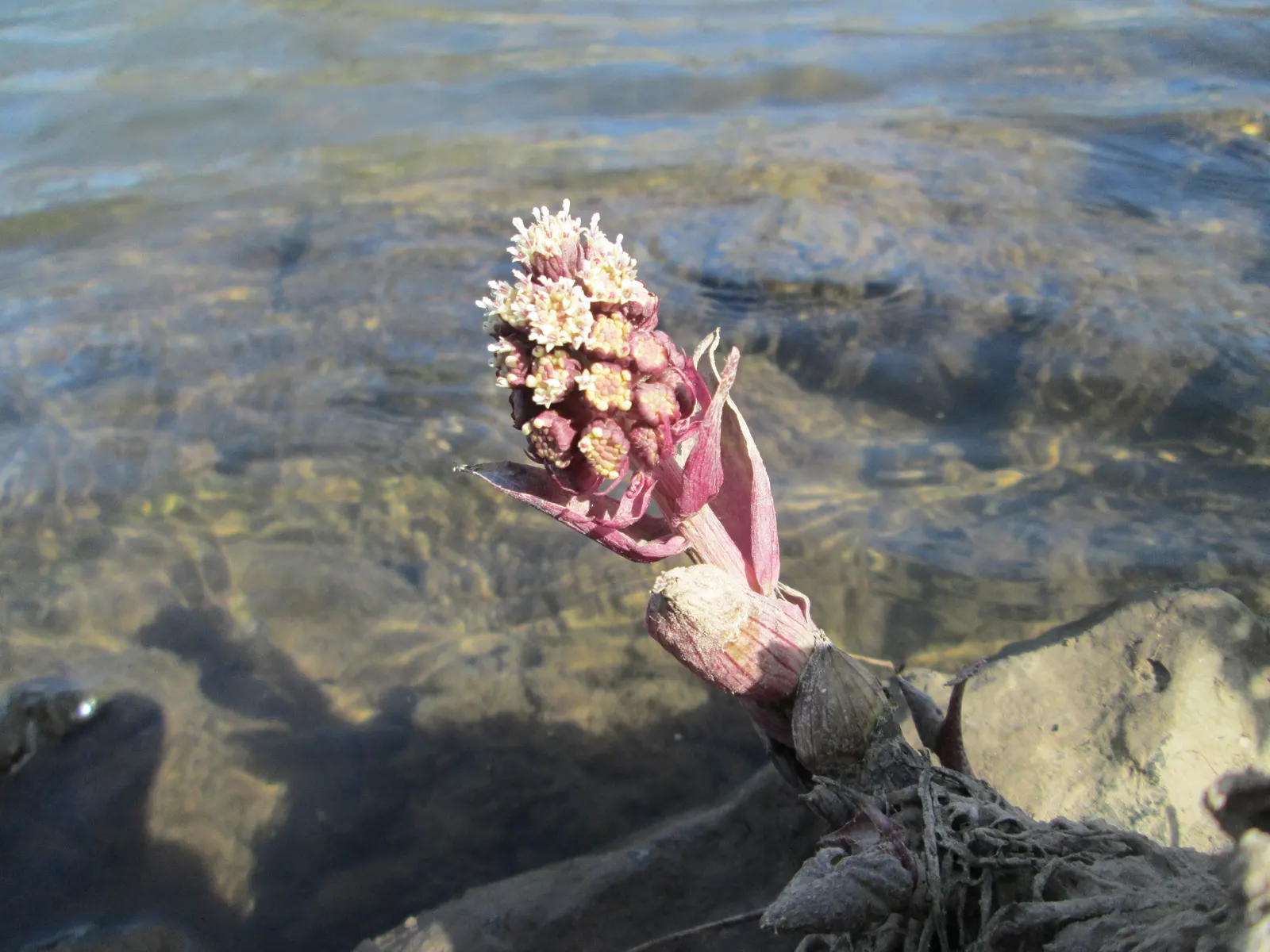 Butterbur (Petasites Japanicus 'Giganteus') — Although it adds an element of grandeur with its size; necessitates ample space and may require, image 98