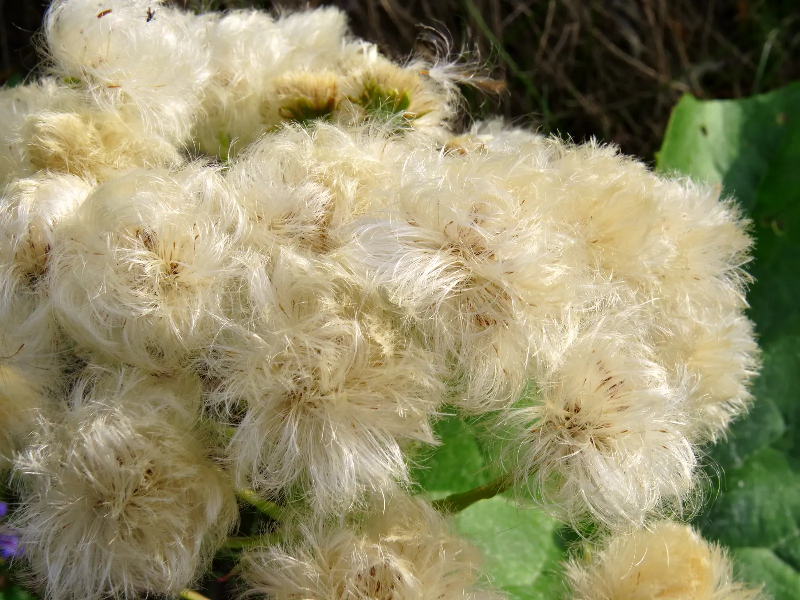 Butterbur (Petasites Japanicus 'Giganteus') — necessitates ample space and may require control measures in smaller landscapes; although it adds an, image 85