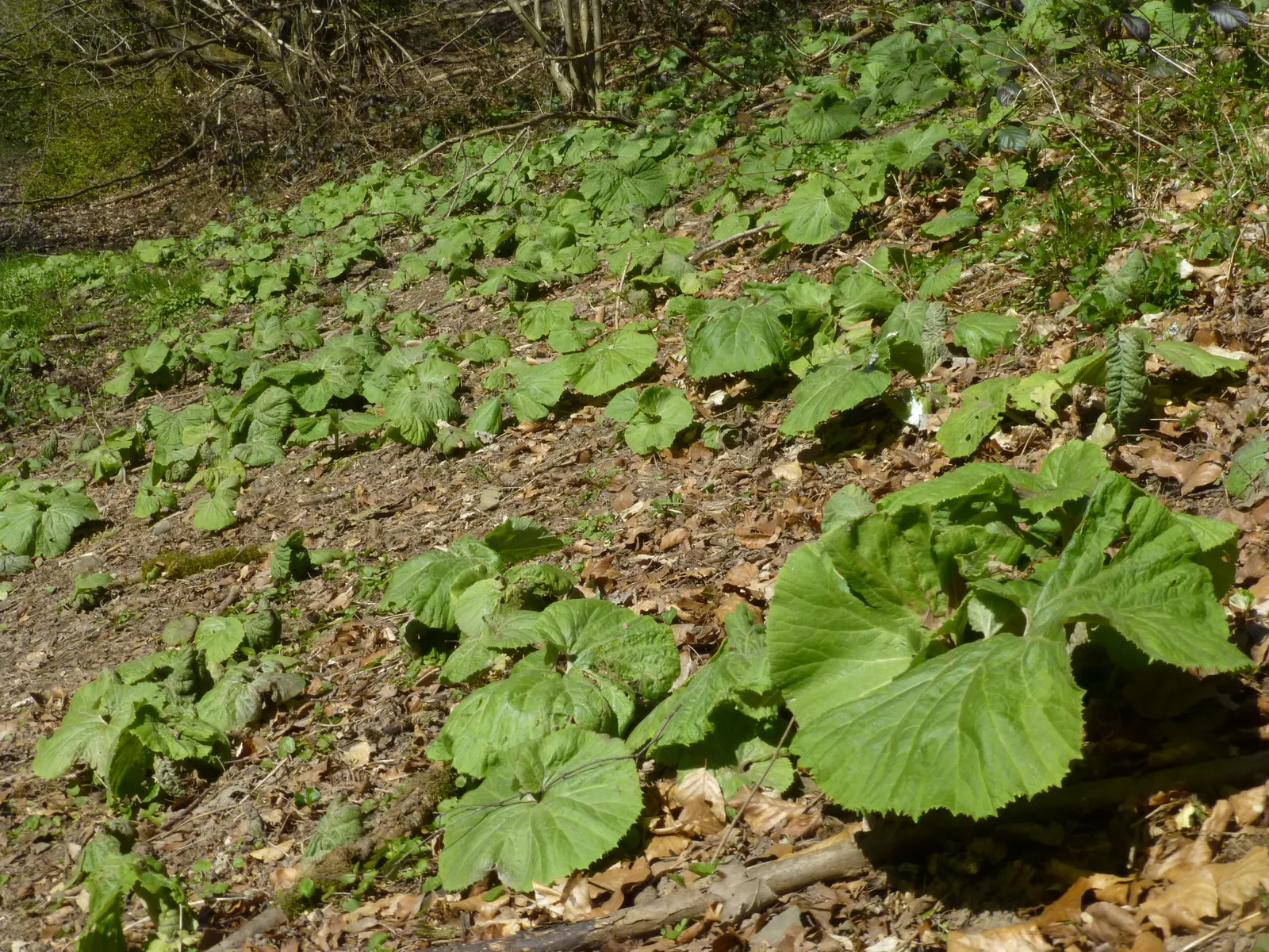 Butterbur (Petasites Japanicus 'Giganteus') — known for its dramatic foliage and robust growth