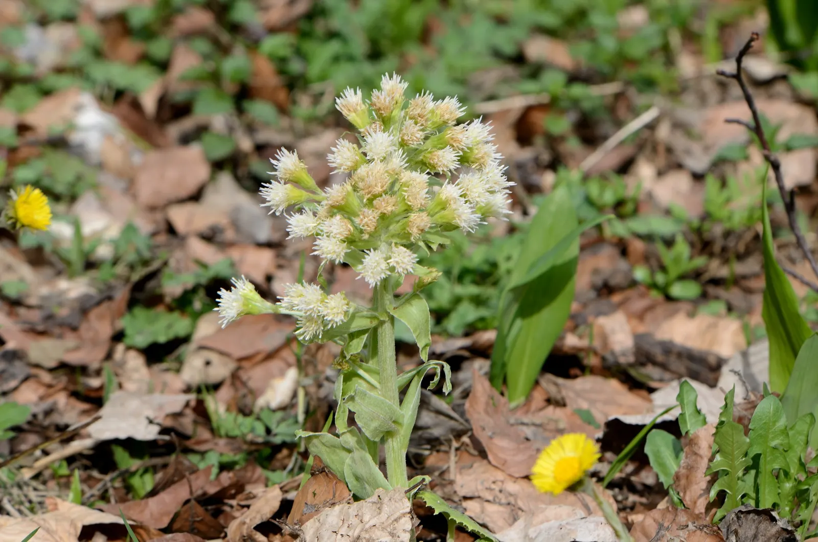Butterbur (Petasites Japanicus 'Giganteus') — pinkish flower spikes that emerge just before the leaves