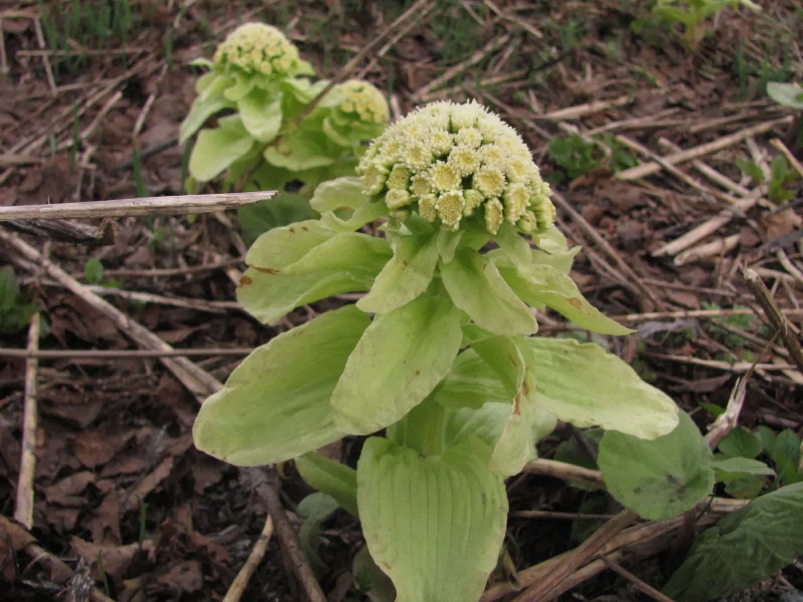 Butterbur (Petasites Japanicus 'Giganteus') — Butterbur does have a spreading nature that requires control; hence; shaded areas where other plants might