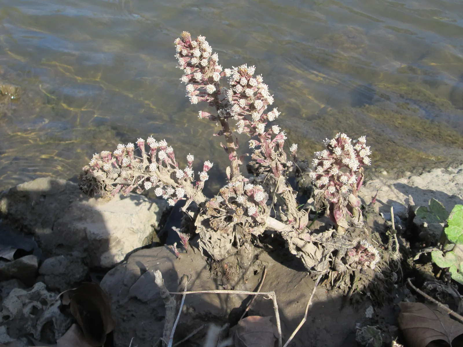 Butterbur (Petasites Japanicus 'Giganteus') — and demands consistently moist soil for optimal growth; its distinctive foliage provides striking, image 109