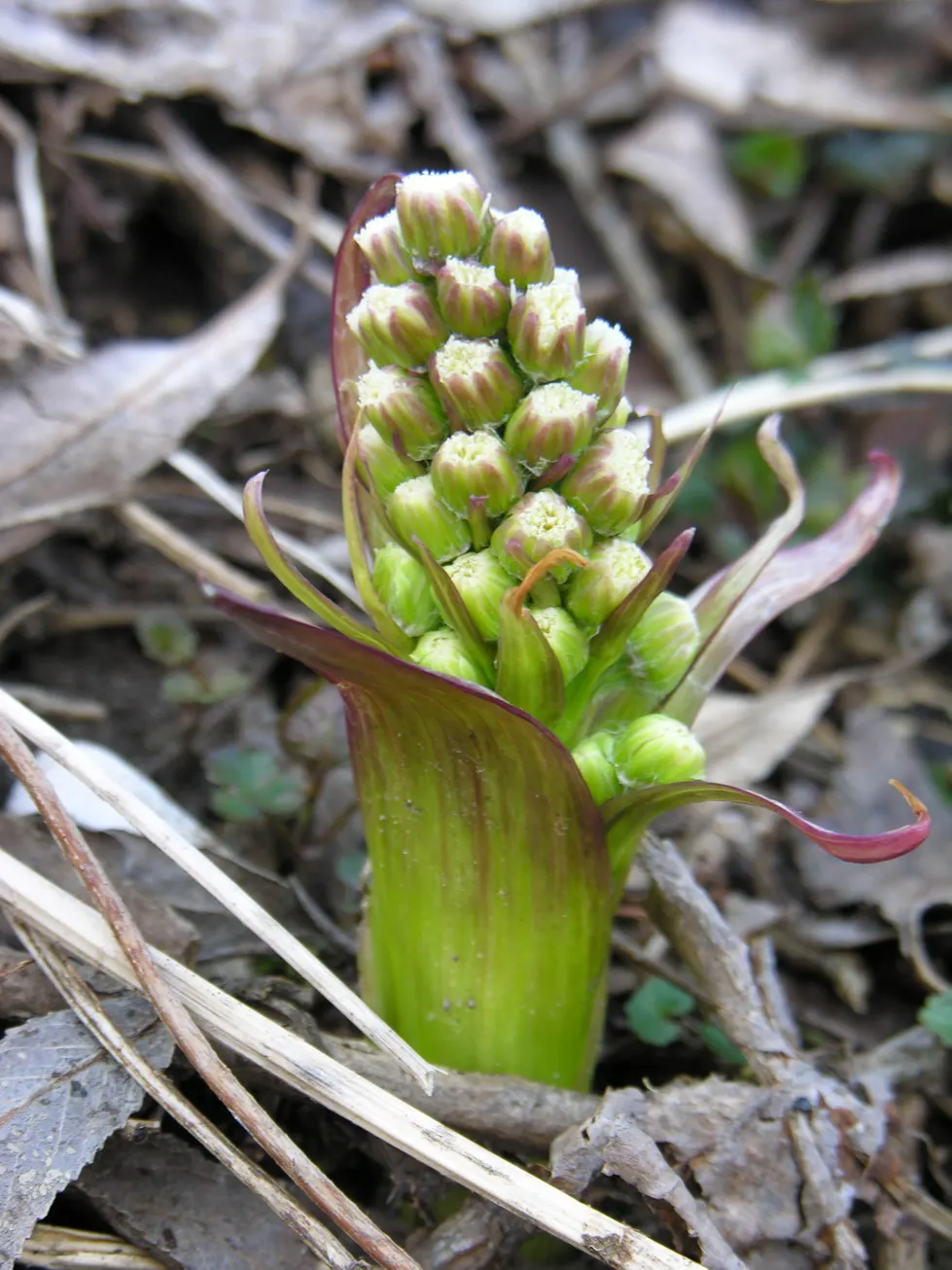 Butterbur (Petasites Japanicus 'Giganteus') — allowing it to fill expansive areas with its heart-shaped leaves that rise from the ground on hollow, image 94