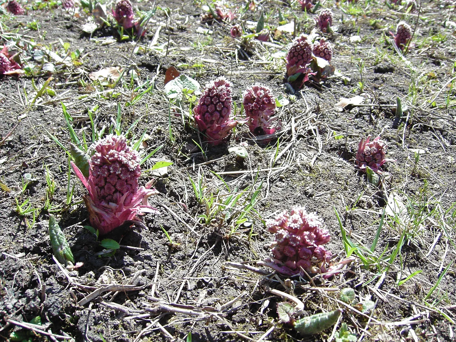 Butterbur (Petasites Japanicus 'Giganteus') — The plant's spread is equally substantial; green and yellow flowers in the garden, image 119