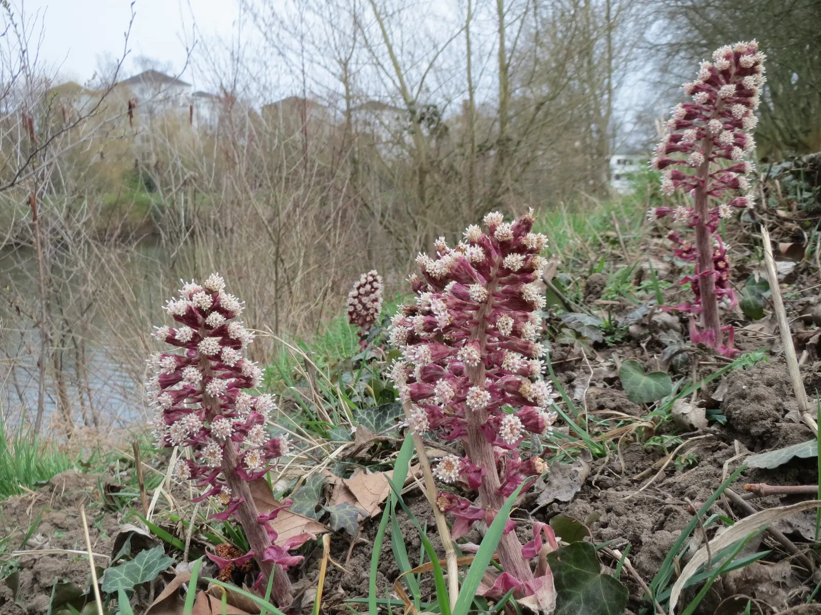 Butterbur (Petasites Japanicus 'Giganteus') — Its distinctive foliage provides striking ground cover and a lush, tropical aesthetic; making it an excellent