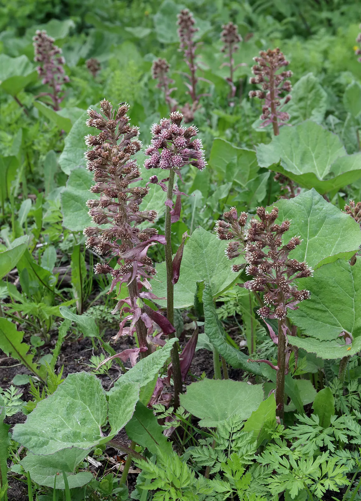 Butterbur (Petasites Japanicus 'Giganteus') — this giant cultivar thrives in moist soils and prefers partial to full shade