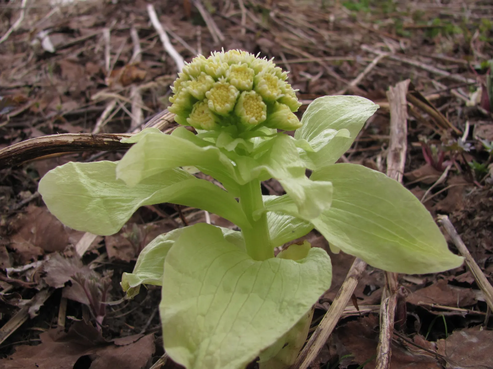 Butterbur (Petasites Japanicus 'Giganteus') — Petasites japonicus 'Giganteus,' commonly known as Butterbur; prefers partial to full shade, image 53