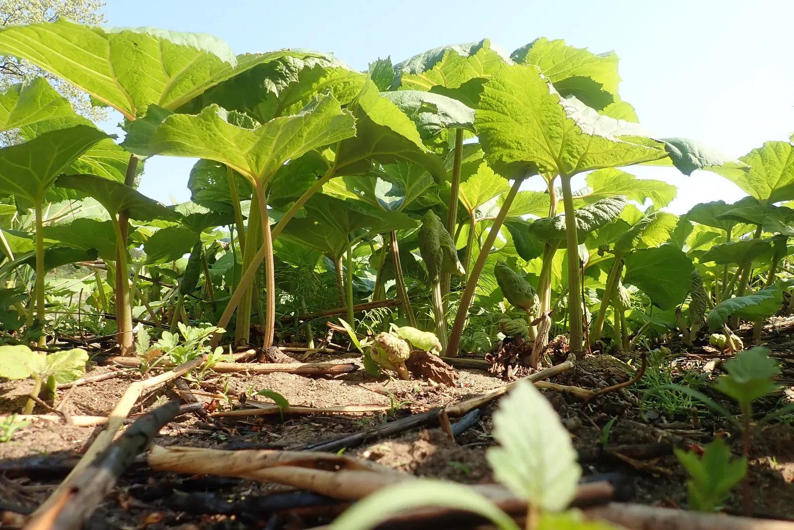 Butterbur (Petasites Japanicus 'Giganteus') — and demands consistently moist soil for optimal growth