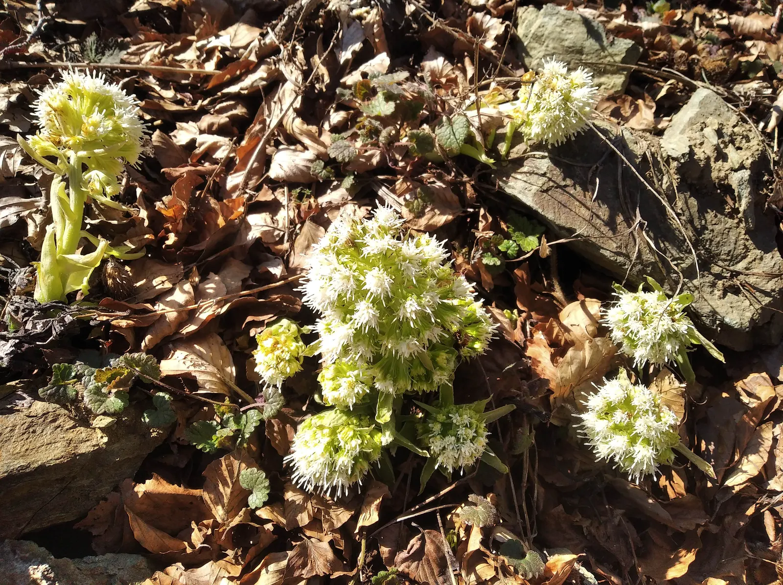 Butterbur (Petasites Japanicus 'Giganteus') — prefers partial to full shade; aquatic / perennial with green and yellow blooms