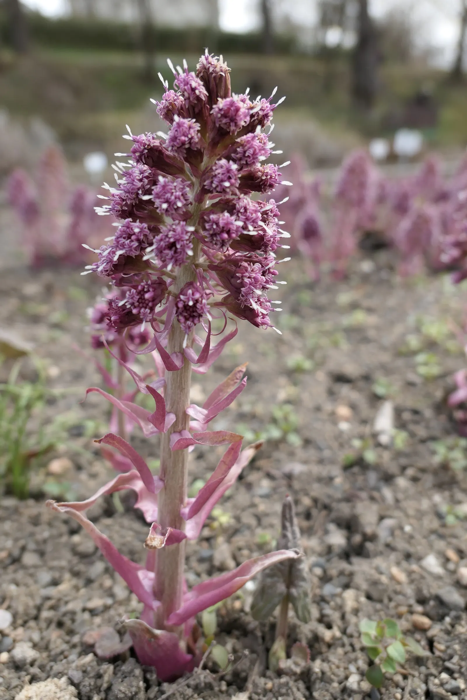 Butterbur (Petasites Japanicus 'Giganteus') — green and yellow flowers in the garden; known for its dramatic foliage and robust growth, image 76