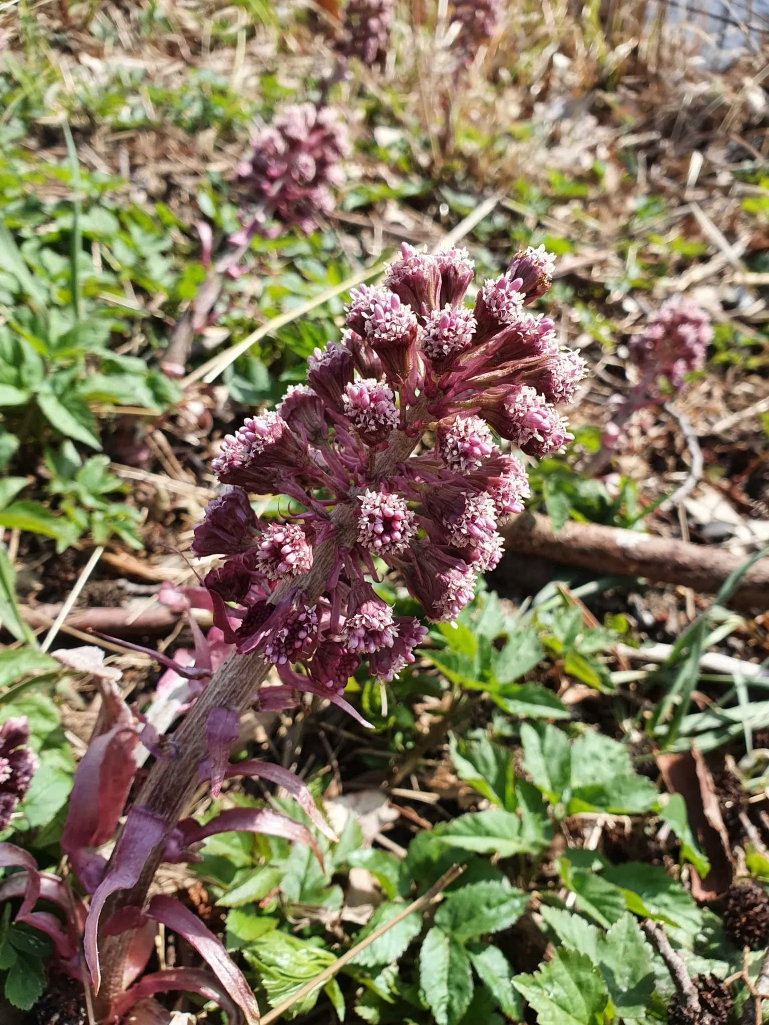 Butterbur (Petasites Japanicus 'Giganteus') — the Butterbur unfurls its green foliage in late winter or early spring