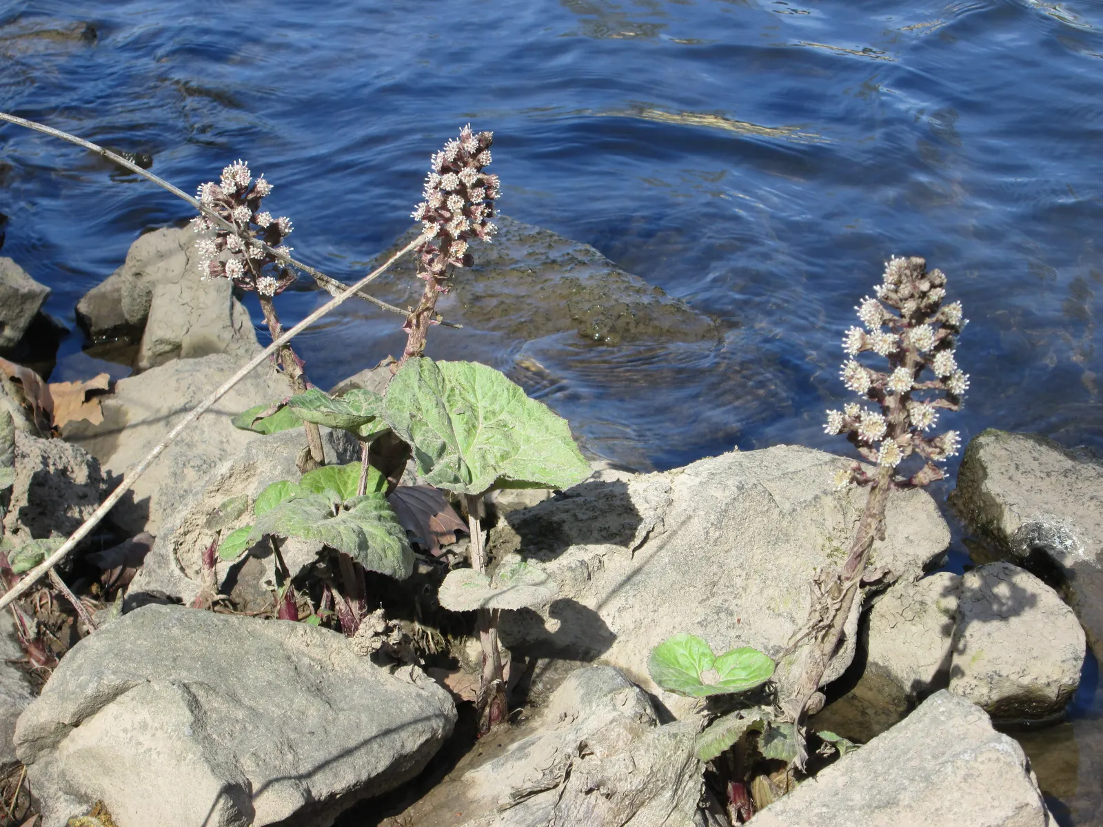 Butterbur (Petasites Japanicus 'Giganteus') — aquatic / perennial with green and yellow blooms; allowing it to fill expansive areas with its, image 103