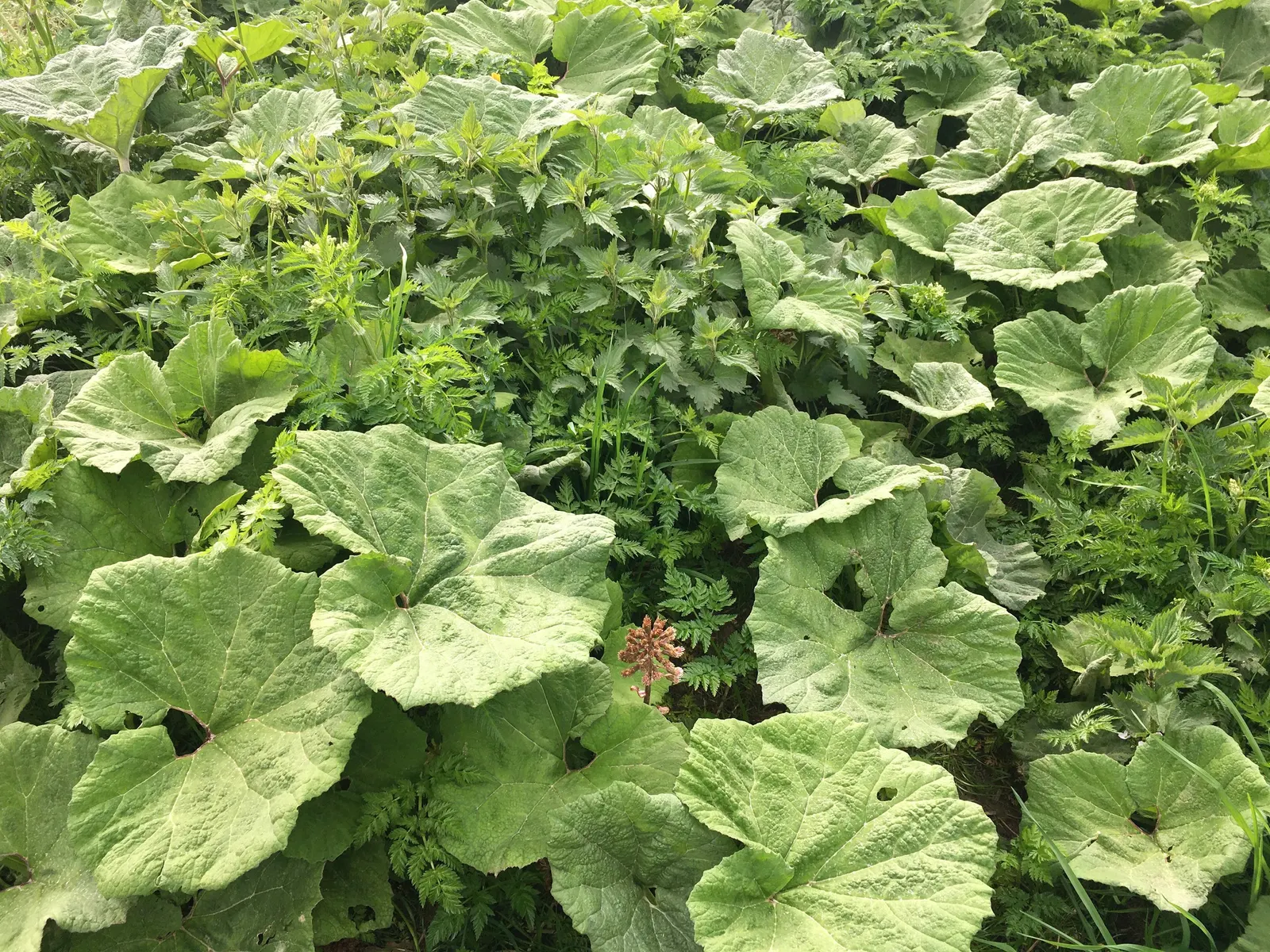 Butterbur (Petasites Japanicus 'Giganteus') — consider its vast scale and the textural contrast it brings to the landscape; butterbur does have a, image 126
