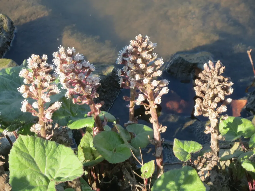 Butterbur (Petasites Japanicus 'Giganteus') — It pairs well with ferns and hostas for a diverse understorey composition; often spanning over 30, image 127