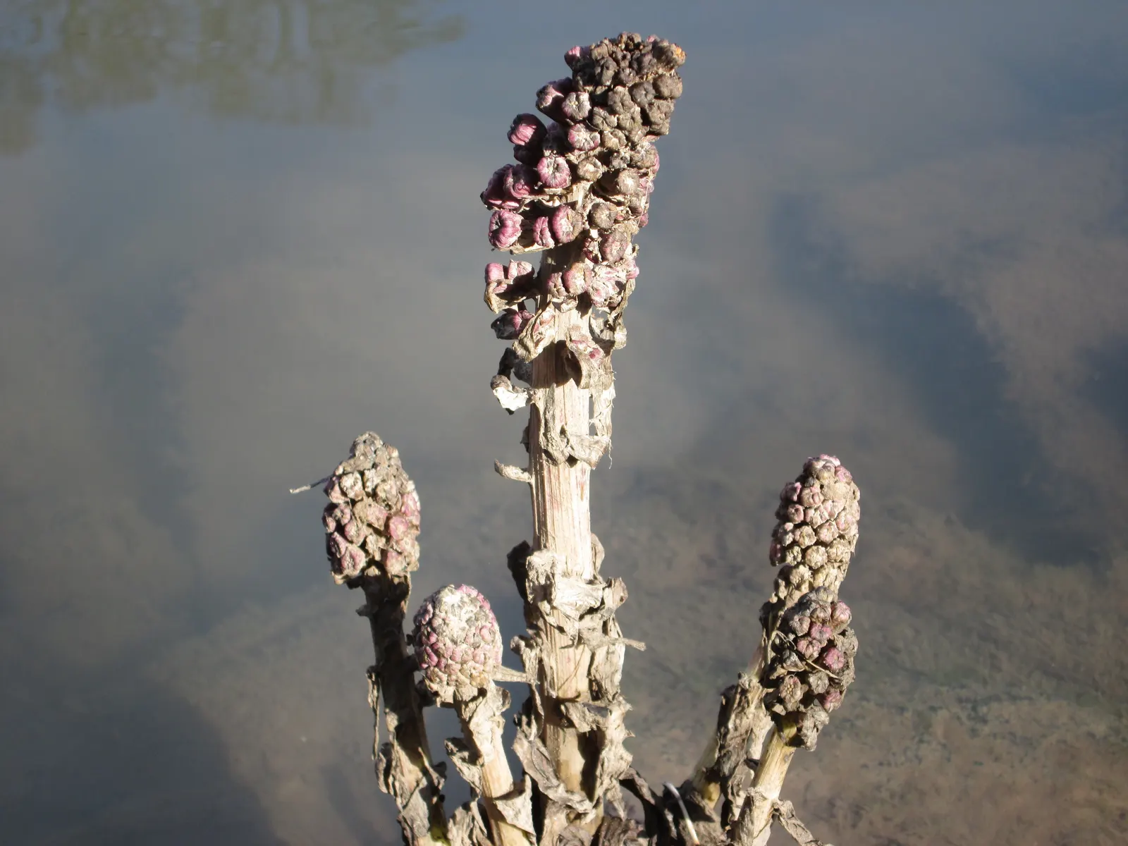 Butterbur (Petasites Japanicus 'Giganteus') — Although it adds an element of grandeur with its size