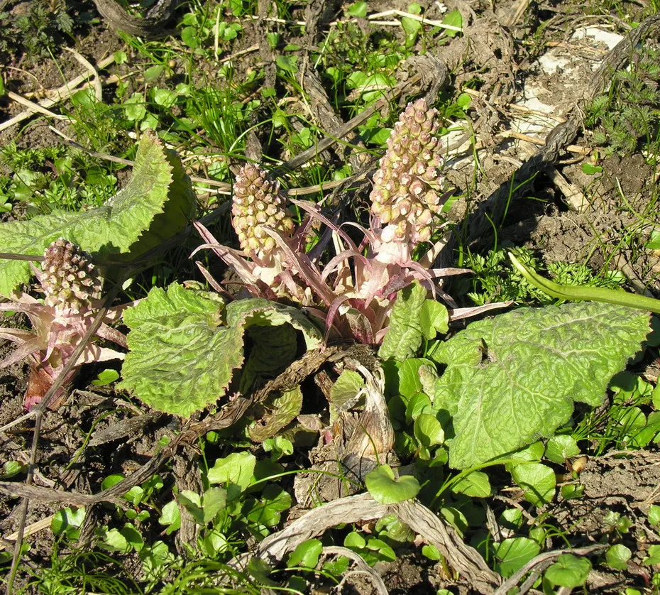 Butterbur (Petasites Japanicus 'Giganteus') — is a perennial plant that hails from Asia and can create an eye-catching statement in your garden
