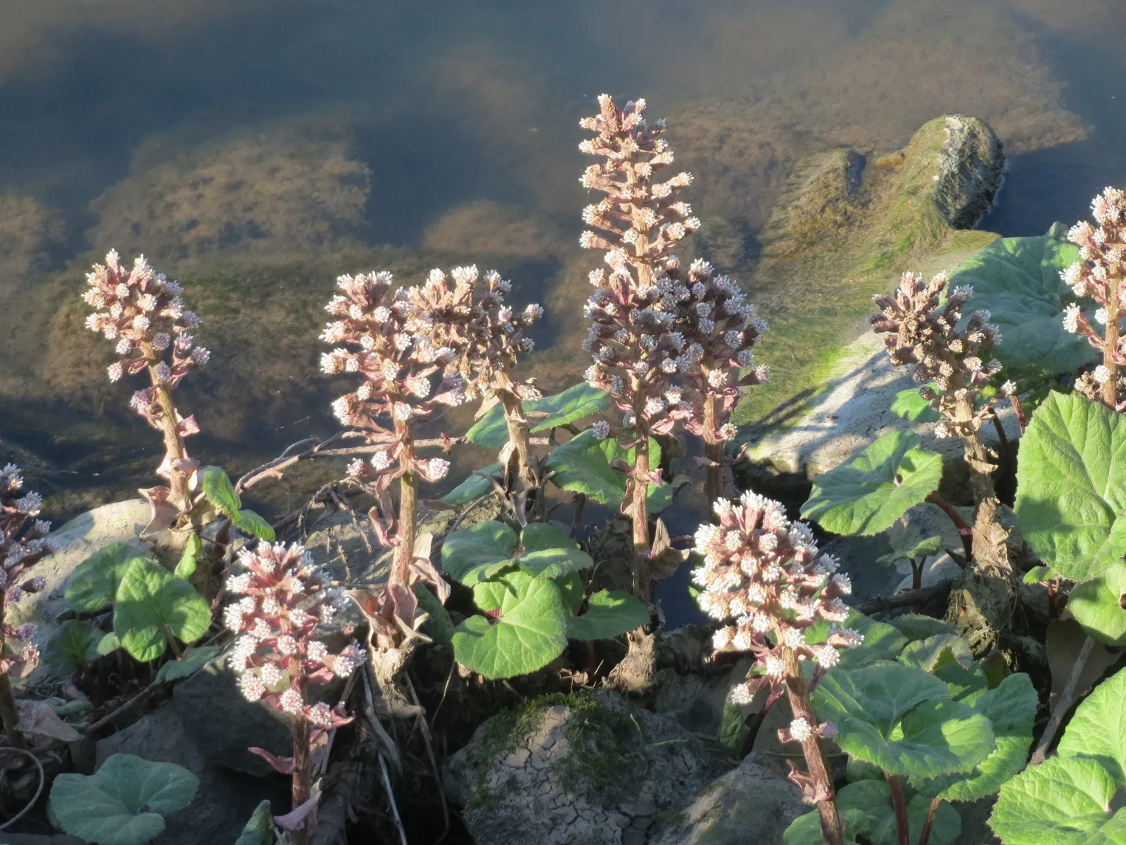Butterbur (Petasites Japanicus 'Giganteus') — this giant cultivar thrives in moist soils and prefers partial to full shade; this perennial thrives, image 116