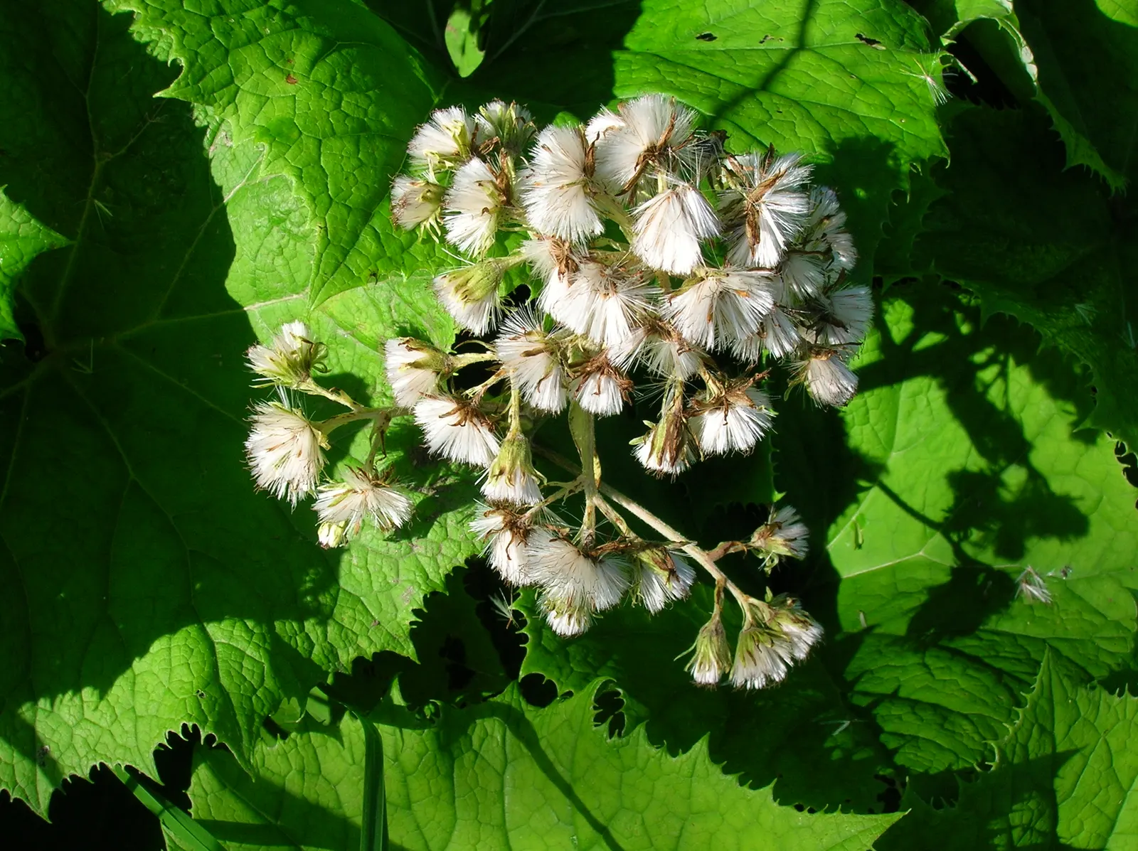 Butterbur (Petasites Japanicus 'Giganteus') — aquatic / perennial for full or half; it pairs well with ferns and hostas for a diverse understorey composition