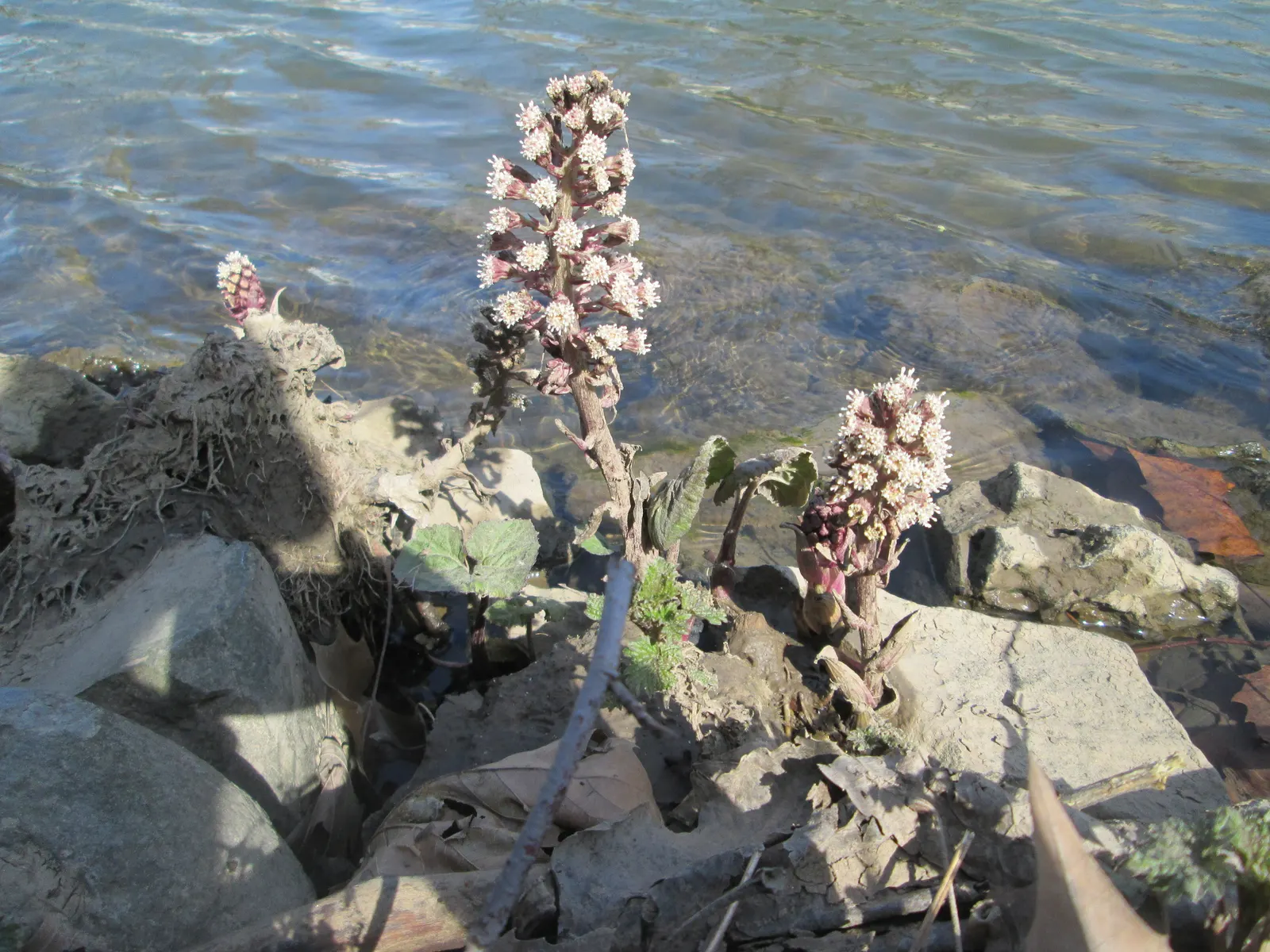 Butterbur (Petasites Japanicus 'Giganteus') — known for its dramatic foliage and robust growth; butterbur (Petasites japonicus 'Giganteus'), image 61
