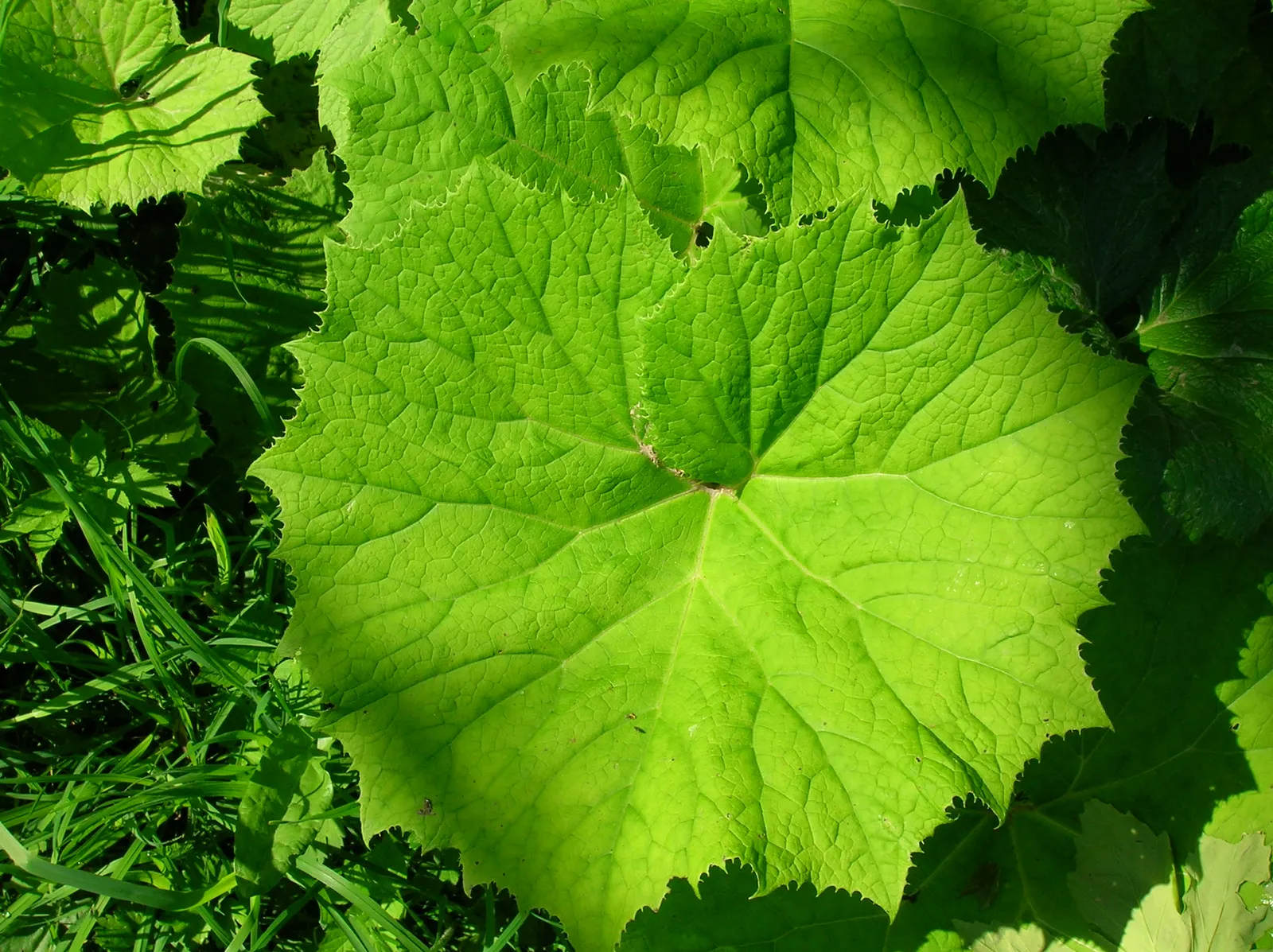 Butterbur (Petasites Japanicus 'Giganteus') — allowing it to fill expansive areas with its heart-shaped leaves that rise from the ground on hollow, image 68