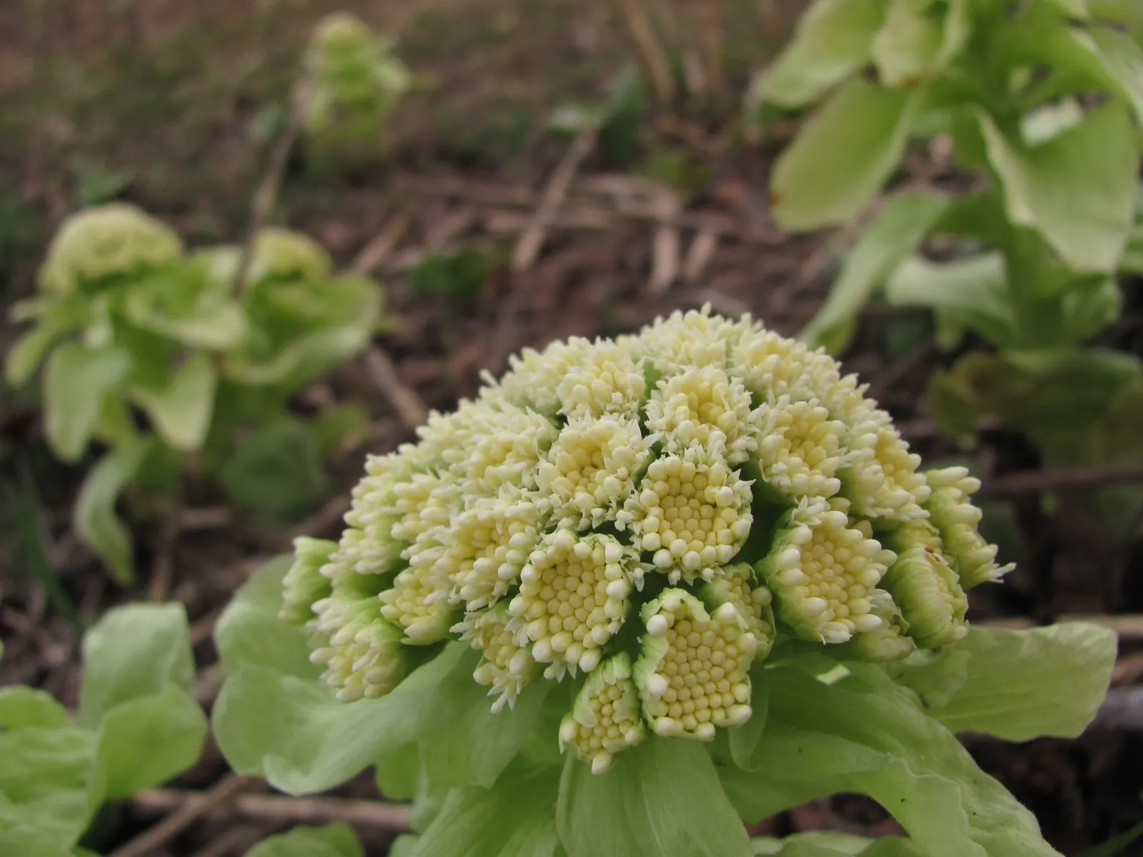 Butterbur (Petasites Japanicus 'Giganteus') — known for its dramatic foliage and robust growth; butterbur (Petasites japonicus 'Giganteus')